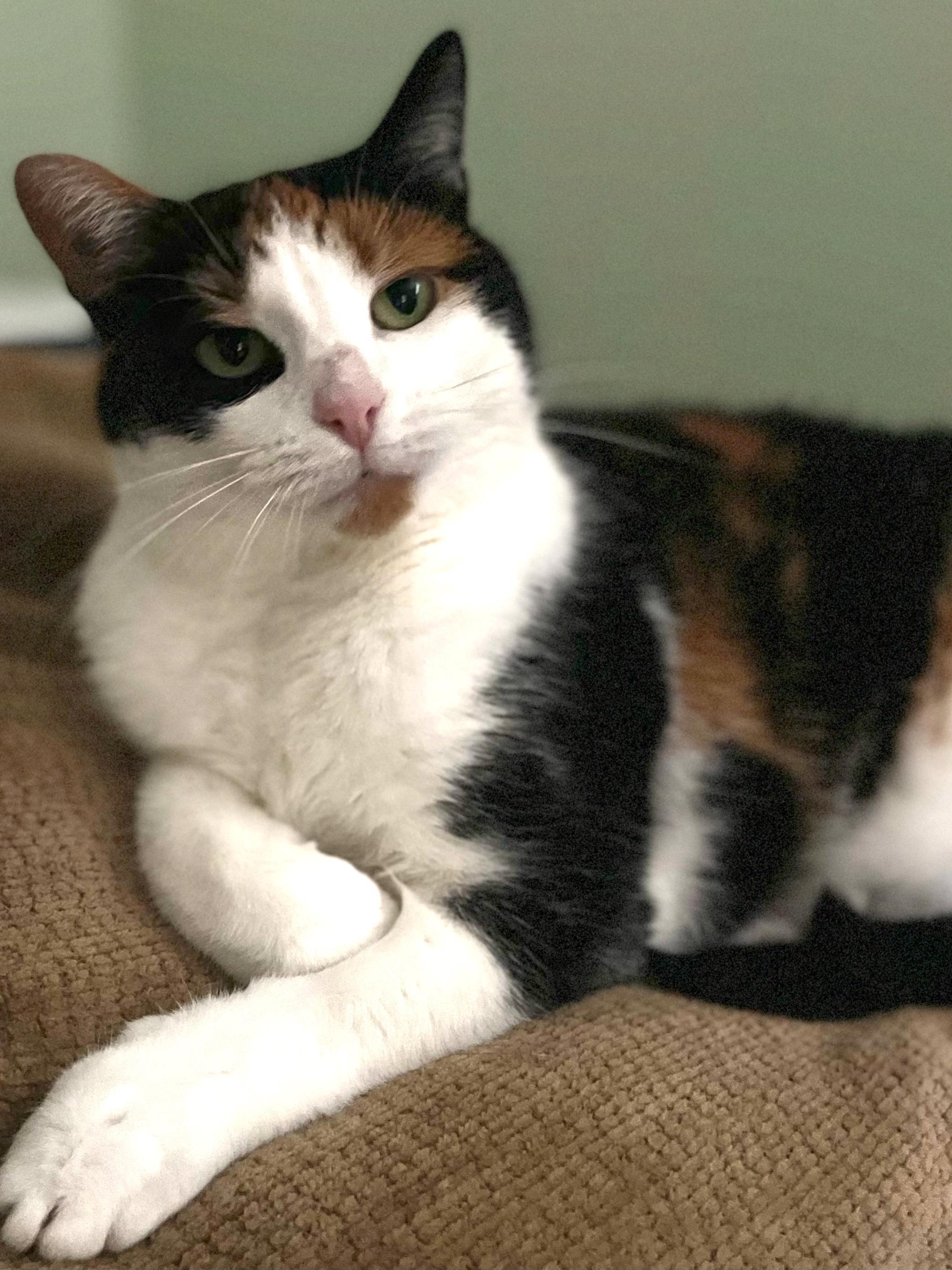 Lily, a Adoptable Calico in Brighton, MI image 4/4