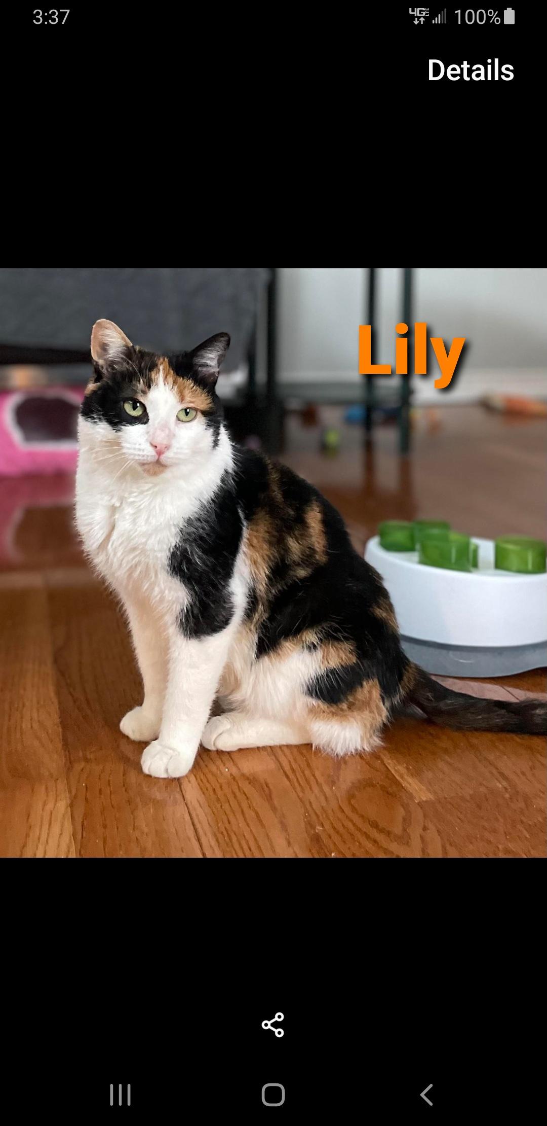 Lily, Adoptable, Young Female Calico.