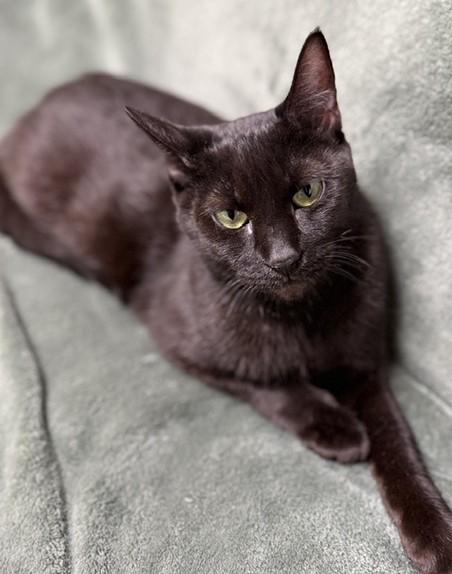 Cinder, Adoptable, Adult Female Domestic Short Hair.