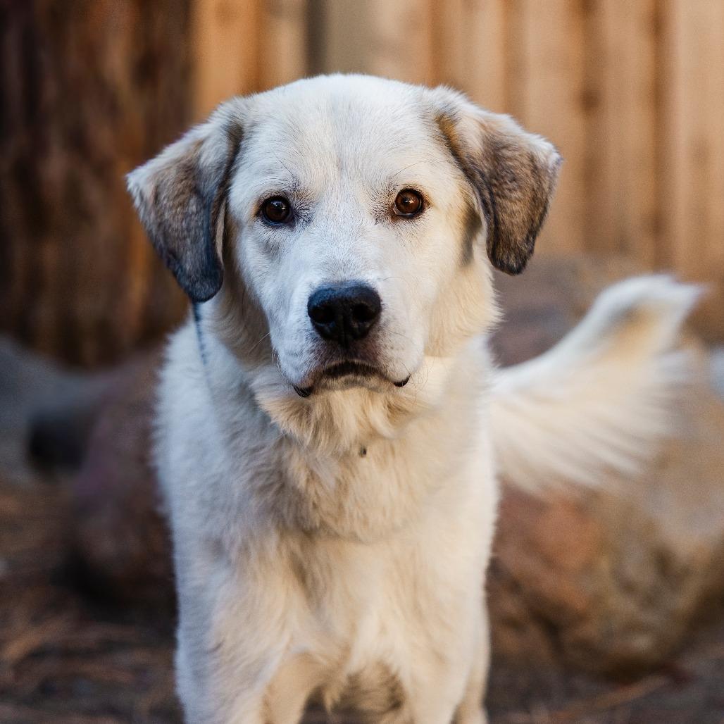 James Baxter, Adoptable, Adult Male Great Pyrenees.