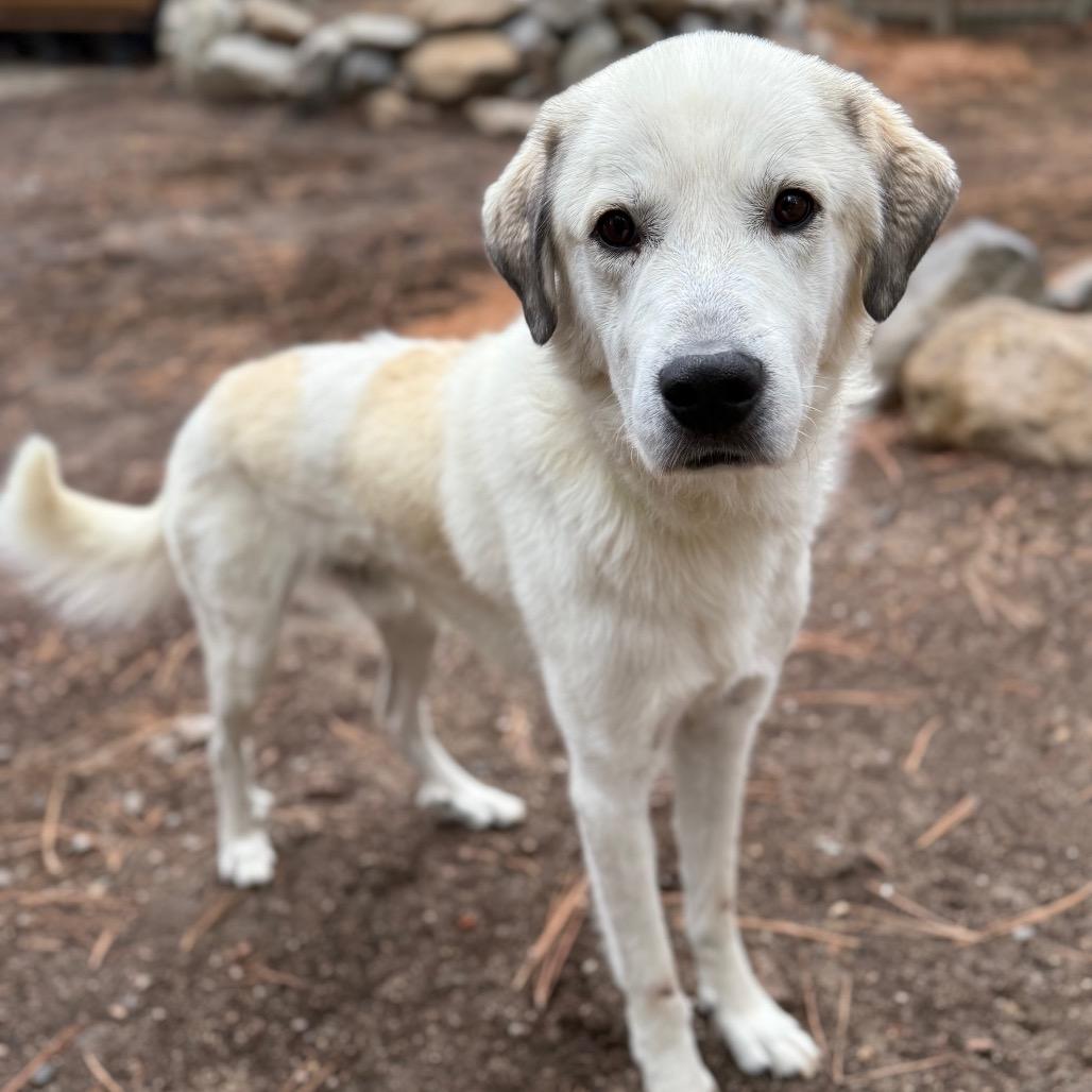 Enlarge James Baxter, a Adoptable mixed breed in Incline Village, NV image 2/6