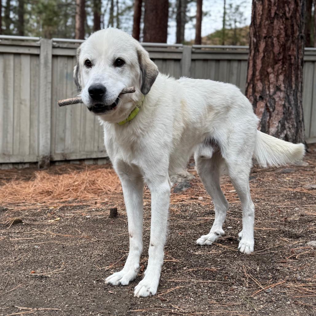 Enlarge James Baxter, a Adoptable mixed breed in Incline Village, NV image 3/6