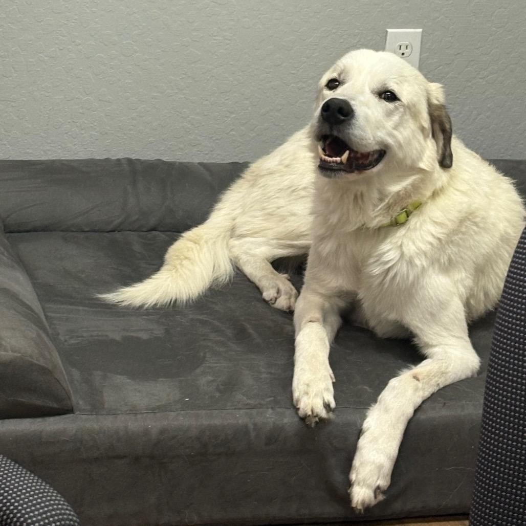 Enlarge James Baxter, a Adoptable mixed breed in Incline Village, NV image 4/6