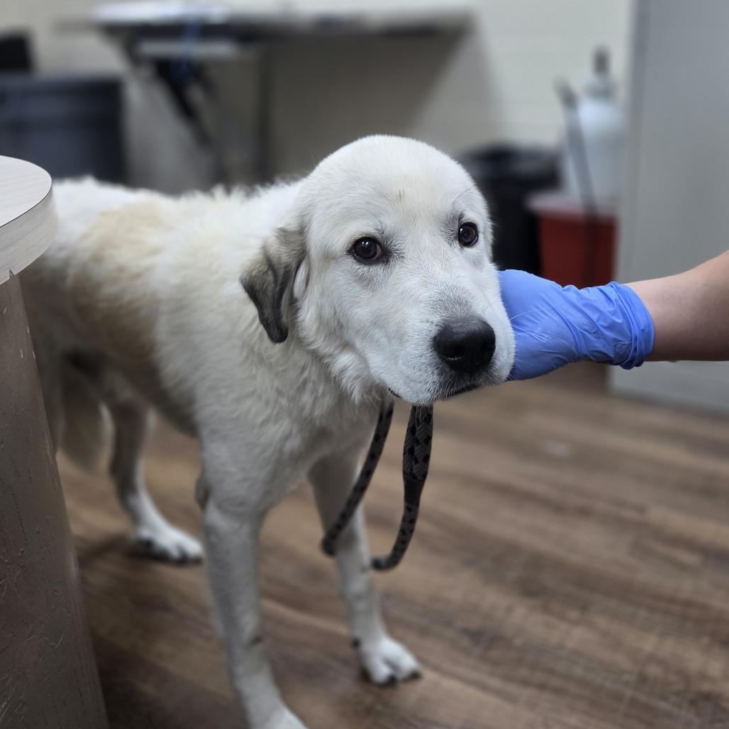 Enlarge James Baxter, a Adoptable mixed breed in Incline Village, NV image 5/6