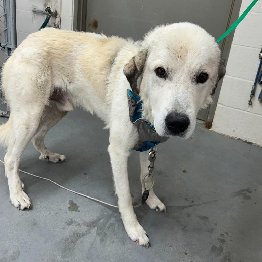 Enlarge James Baxter, a Adoptable mixed breed in Incline Village, NV image 6/6