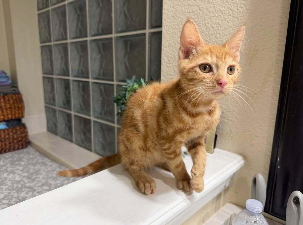 SpongeBob, Adoptable, Kitten Male Domestic Short Hair.