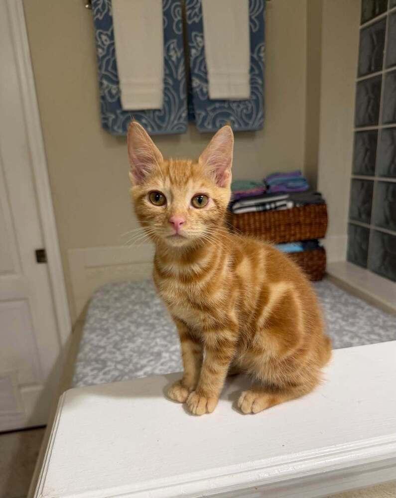 Enlarge SpongeBob, a Adoptable Domestic Short Hair in DELTONA, FL image 2/4