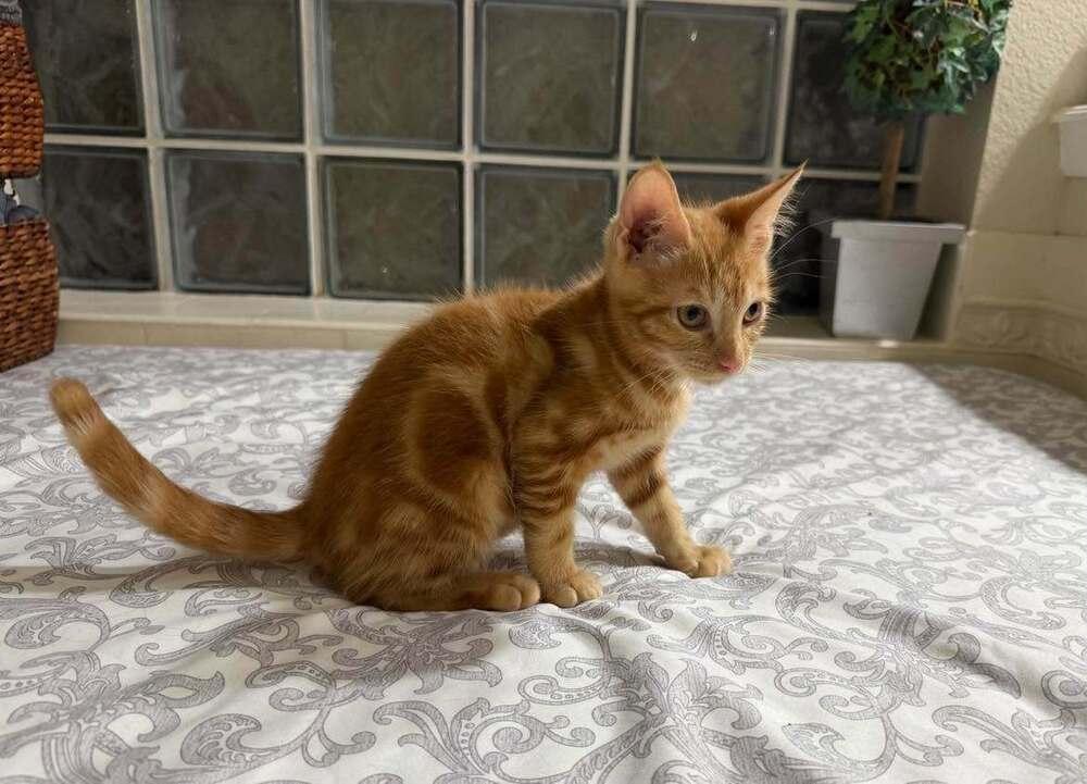 Enlarge SpongeBob, a Adoptable Domestic Short Hair in DELTONA, FL image 3/4