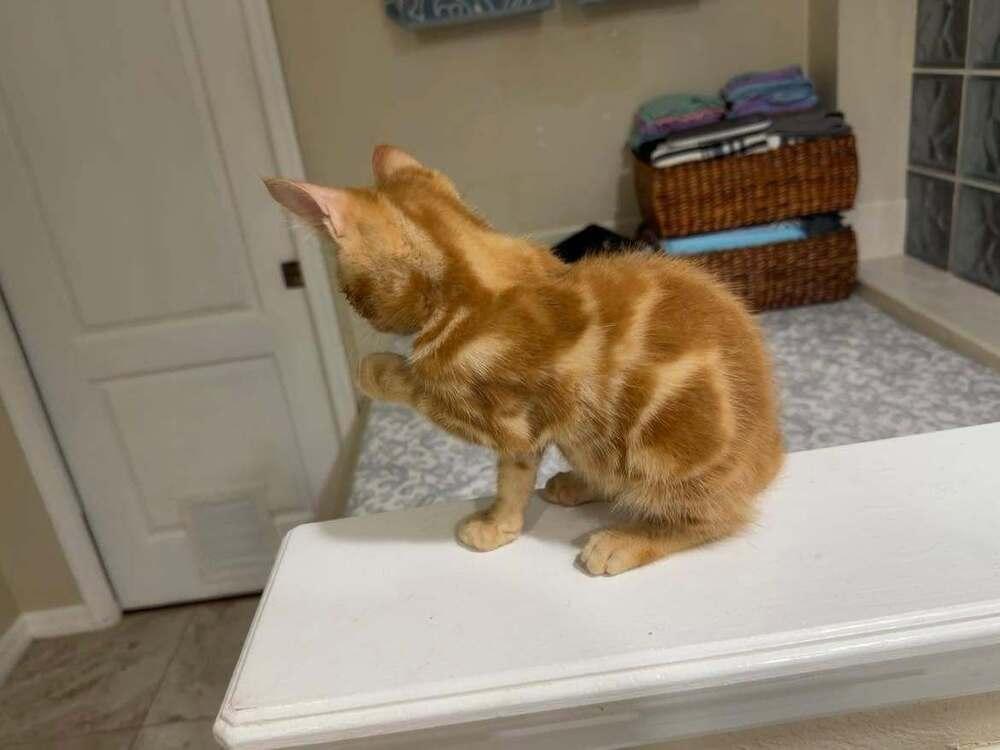 Enlarge SpongeBob, a Adoptable Domestic Short Hair in DELTONA, FL image 4/4