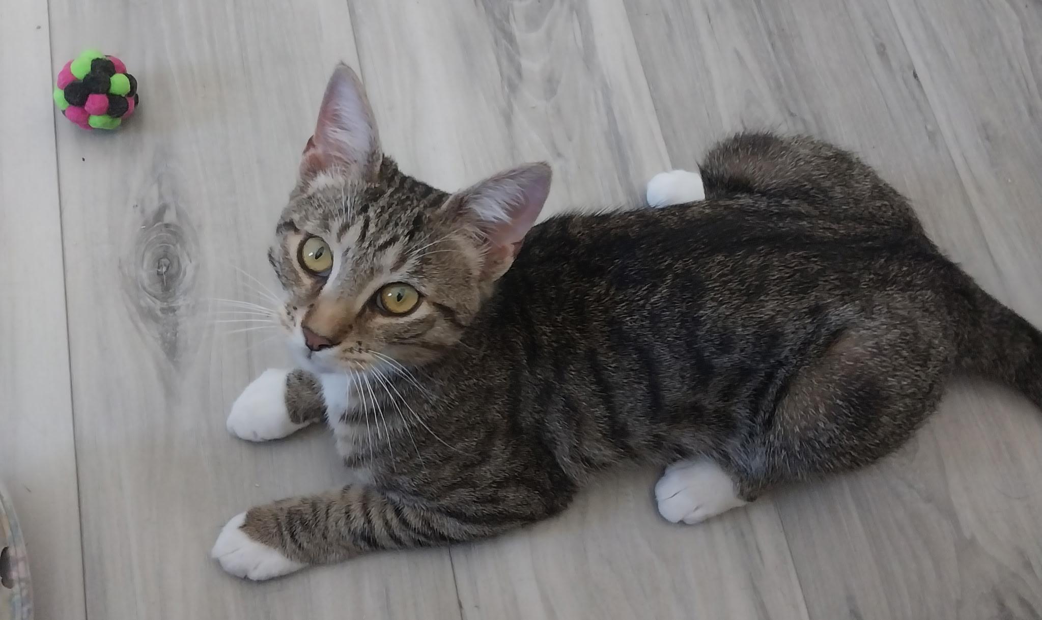 Dan, ADOPTABLE, Young Male Domestic Short Hair.