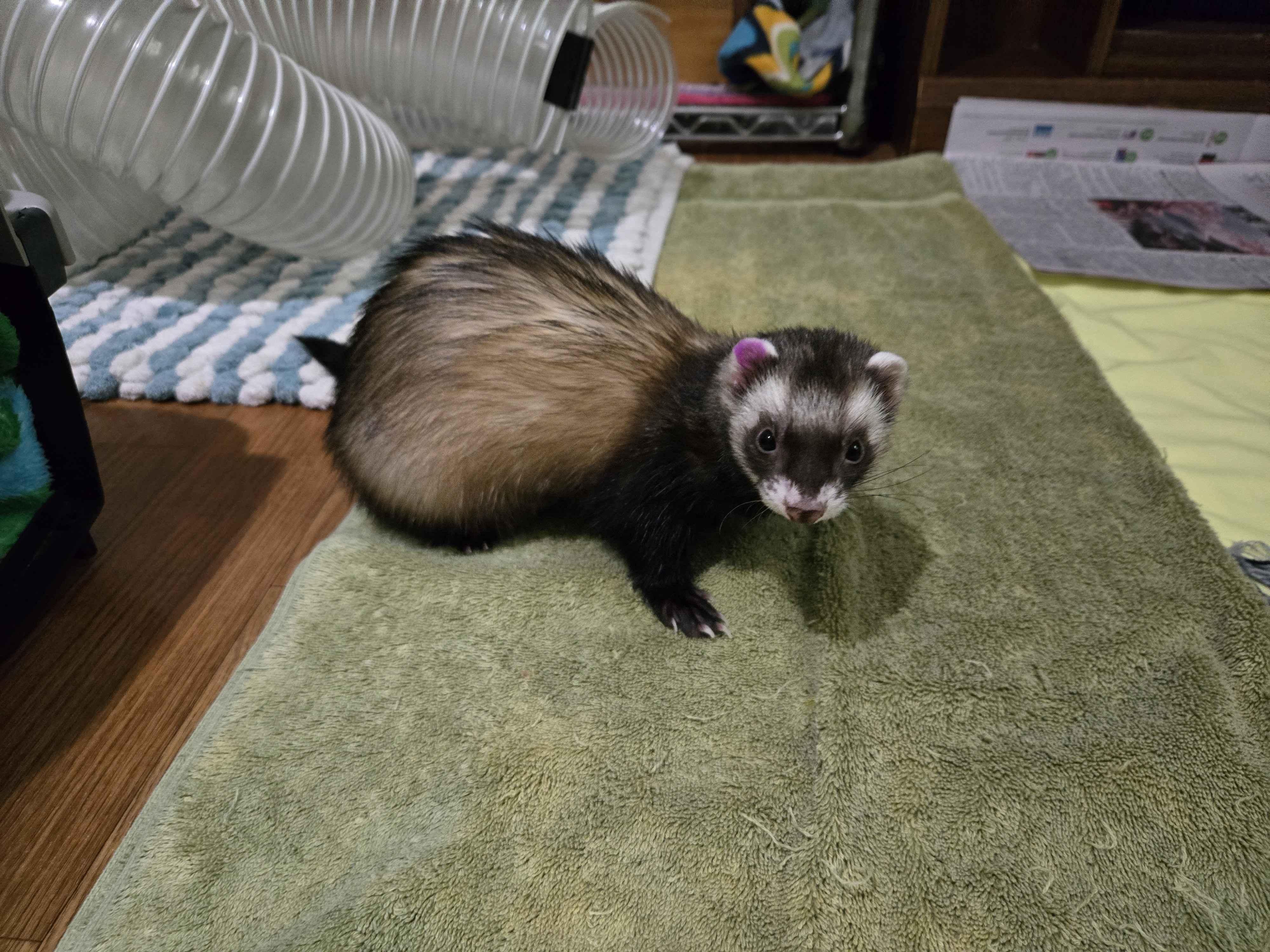 Cocoa, ADOPTABLE, Young Female Ferret.