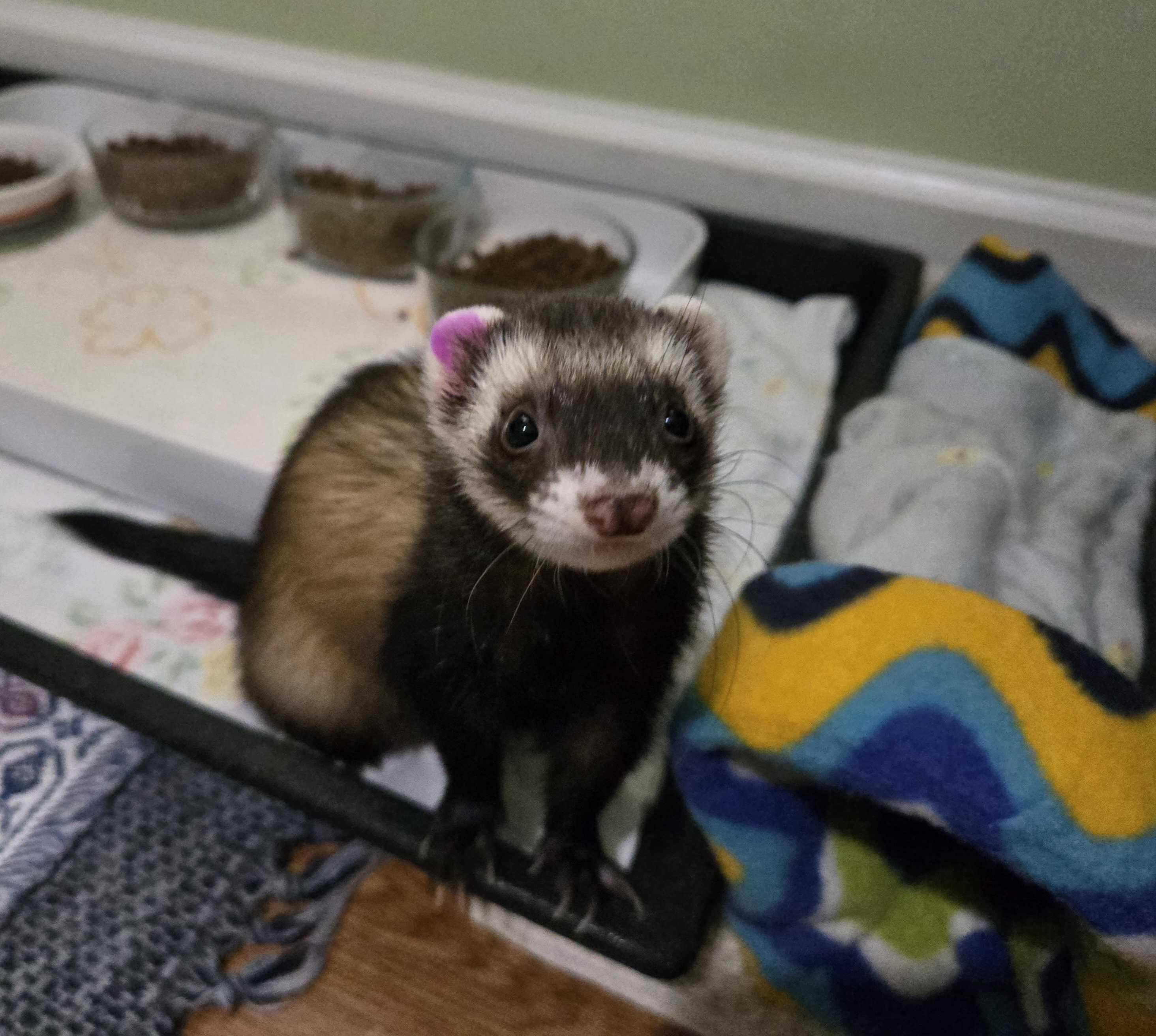Enlarge Cocoa, a ADOPTABLE Ferret in Acworth, GA image 2/2