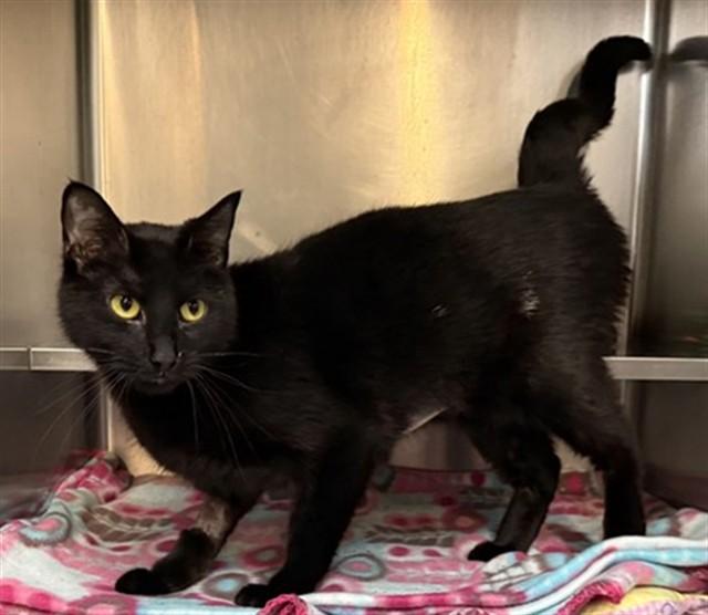 Enlarge ANTONOVKA, a Adoptable Domestic Short Hair in Aurora, IL image 1/1