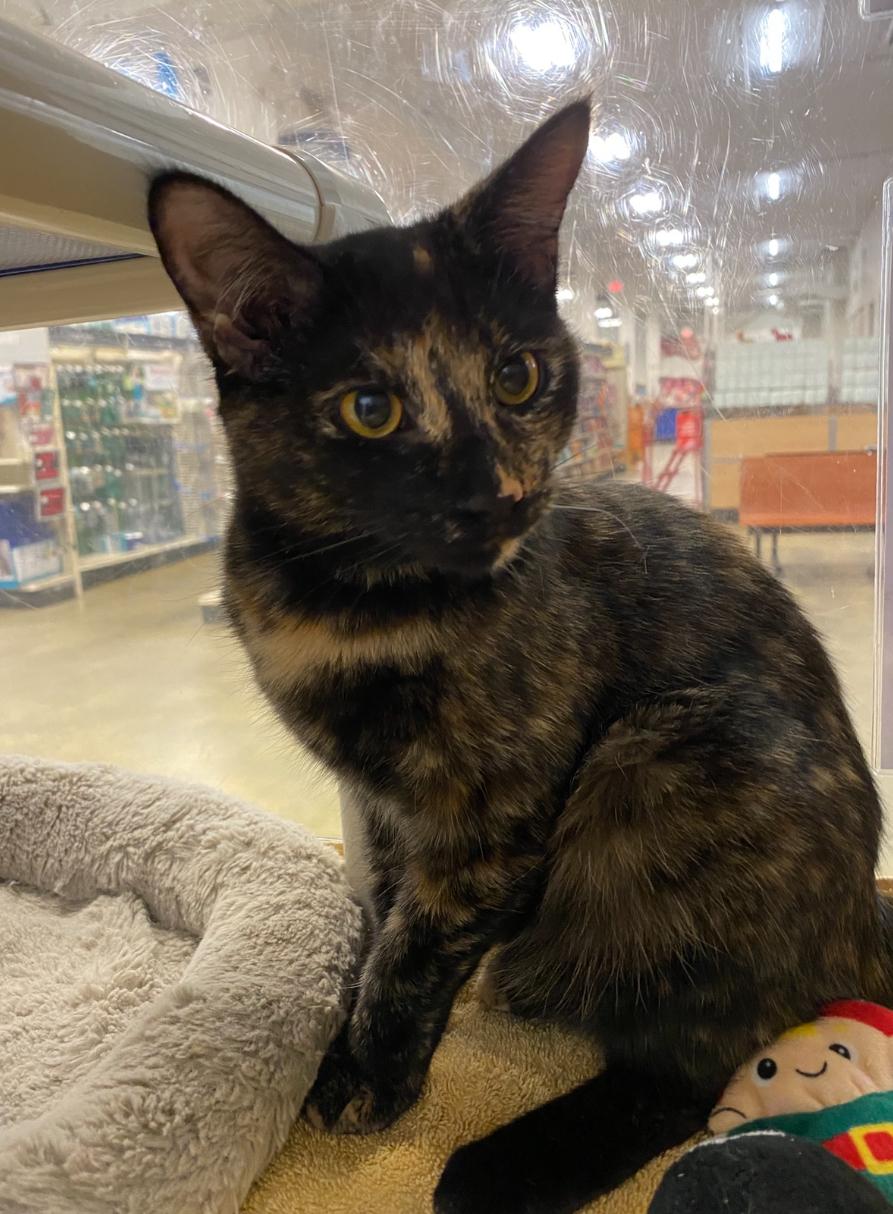 Sora, Adoptable, Kitten Female Domestic Short Hair.