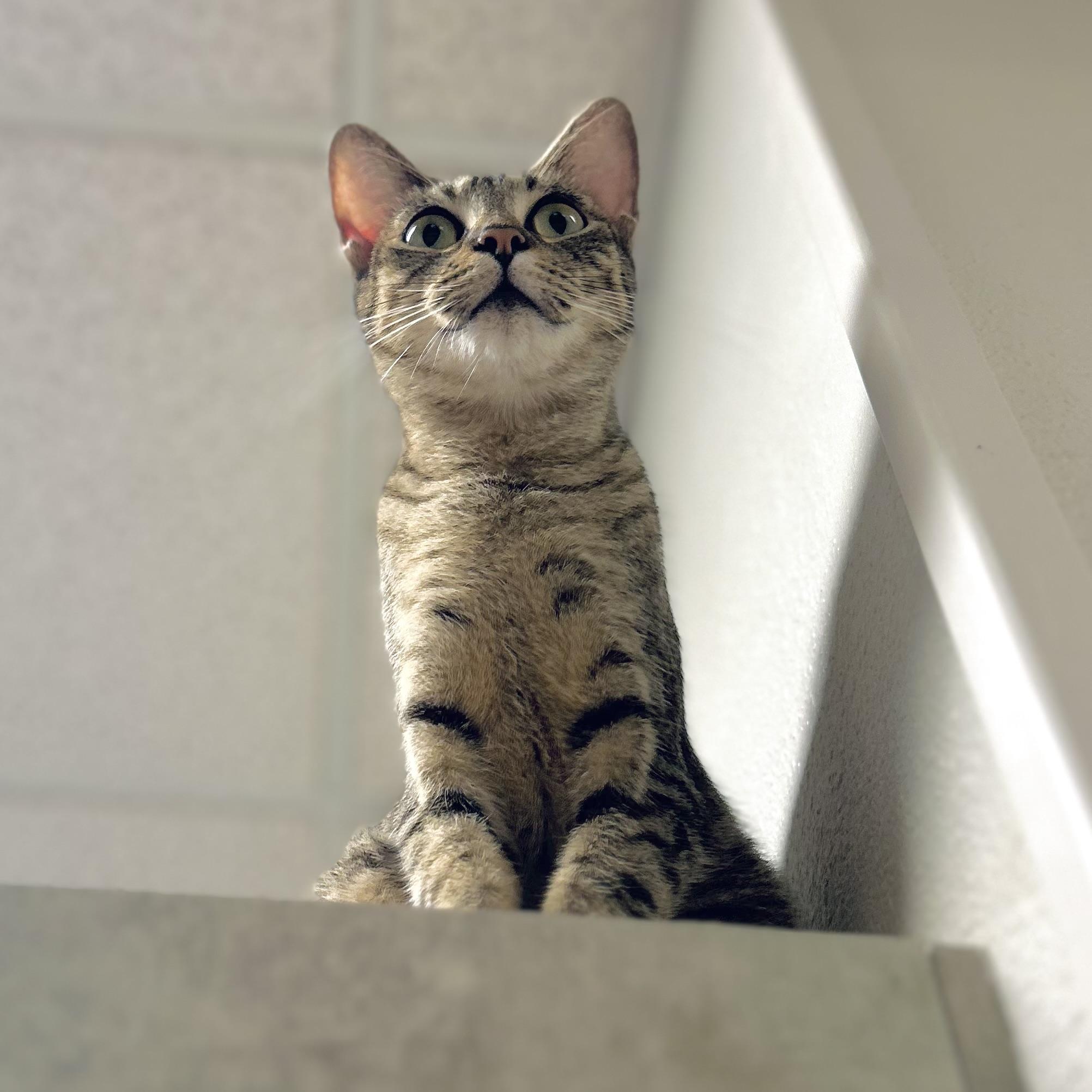 Enlarge Dionysus, a Adoptable American Shorthair in Seguin, TX image 2/6