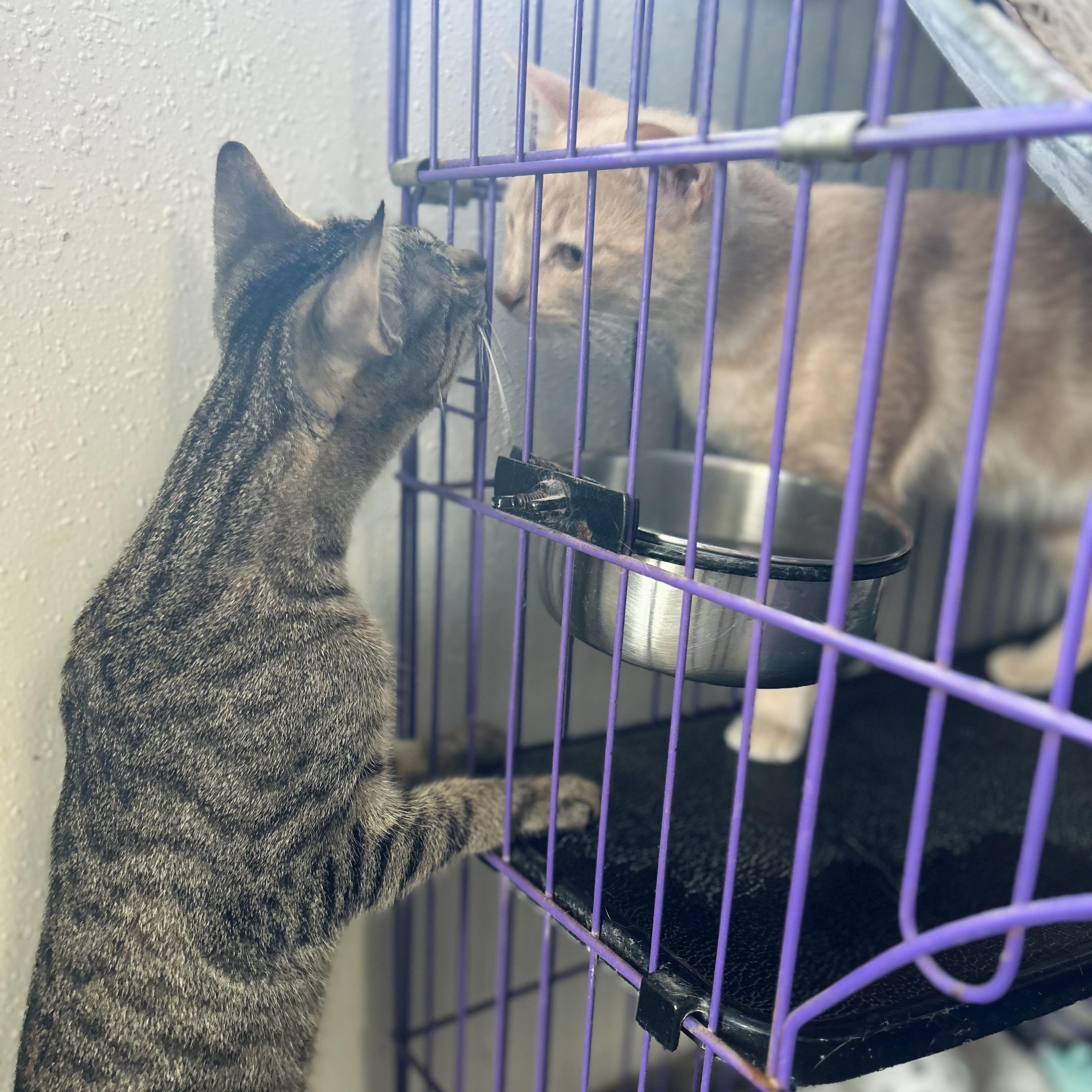 Enlarge Dionysus, a Adoptable American Shorthair in Seguin, TX image 4/6