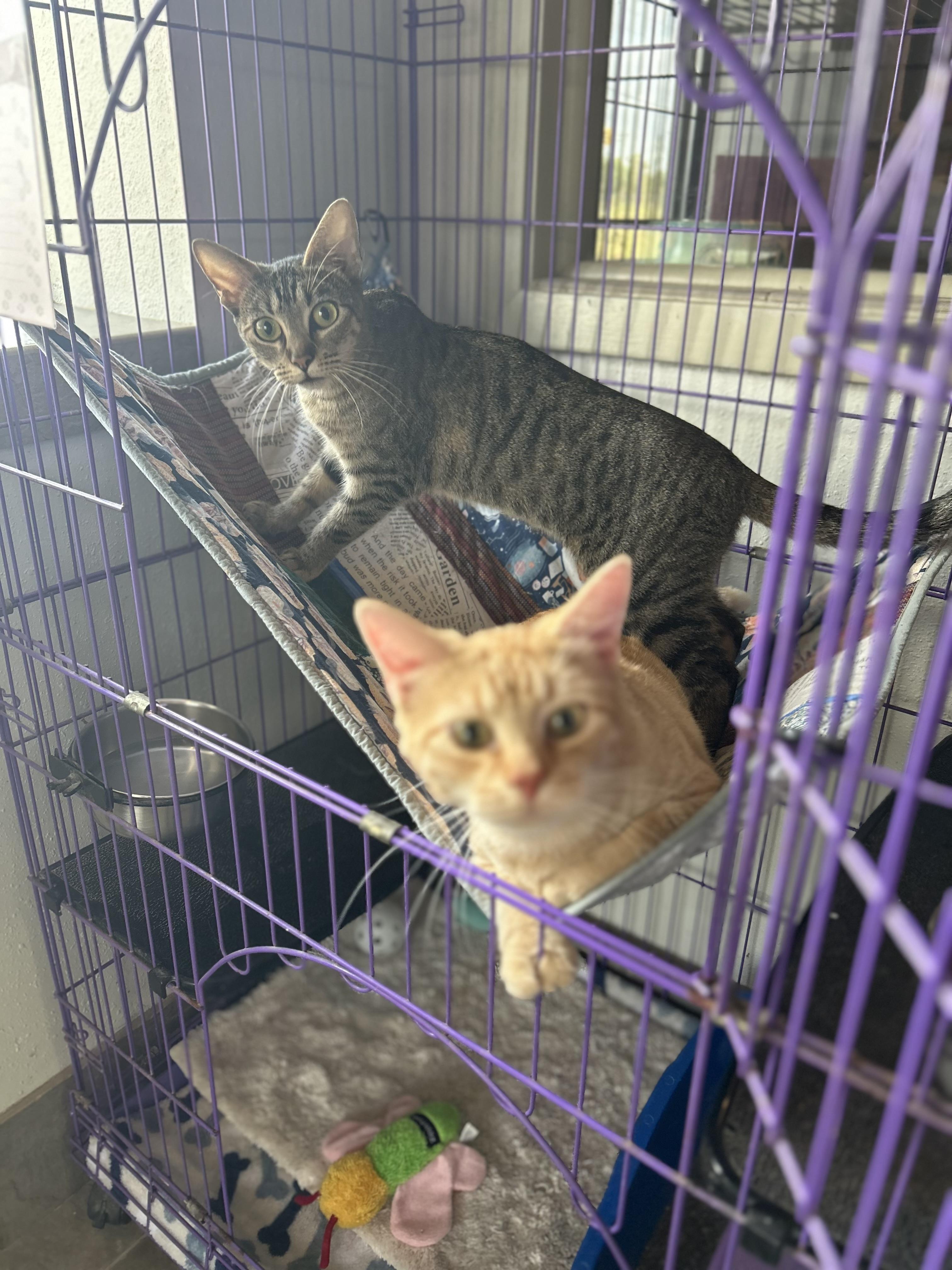 Enlarge Dionysus, a Adoptable American Shorthair in Seguin, TX image 5/6