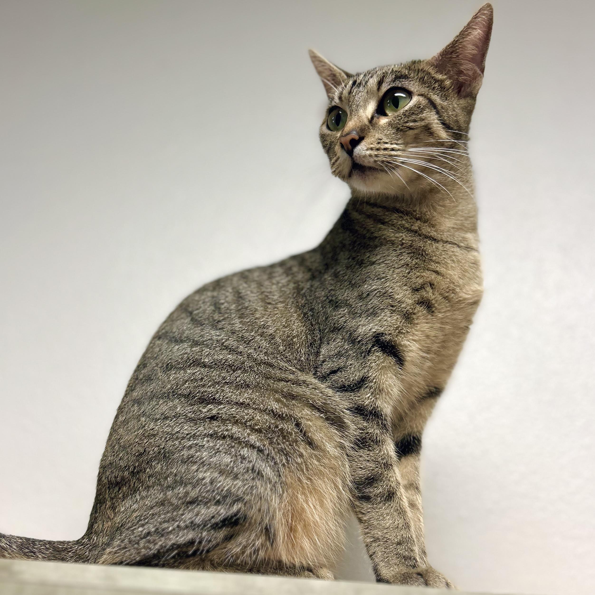 Dionysus, Adoptable, Young Female American Shorthair.