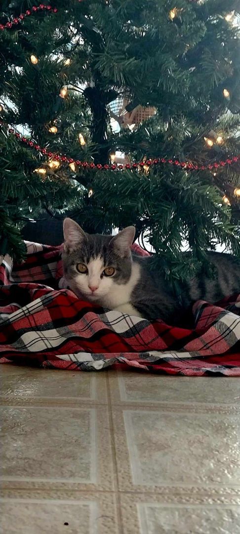 Enlarge Dawn, a Adopted Domestic Short Hair in Coldwater, MI image 1/6