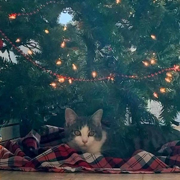 Enlarge Dawn, a Adopted Domestic Short Hair in Coldwater, MI image 2/6