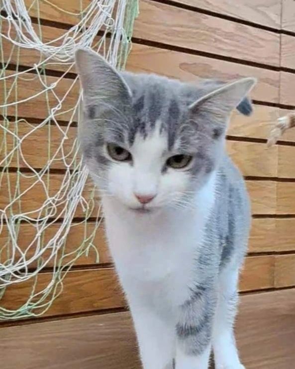 Enlarge Dawn, a Adopted Domestic Short Hair in Coldwater, MI image 3/6