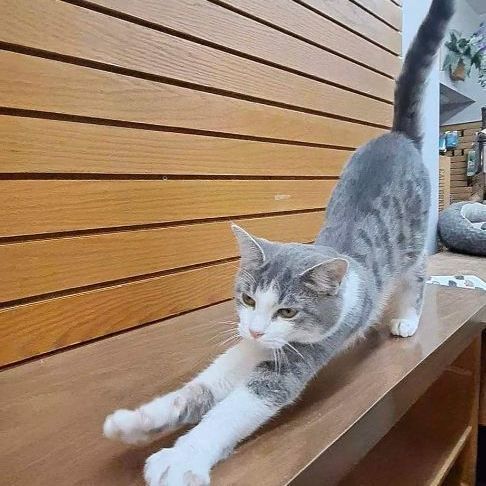 Enlarge Dawn, a Adopted Domestic Short Hair in Coldwater, MI image 4/6