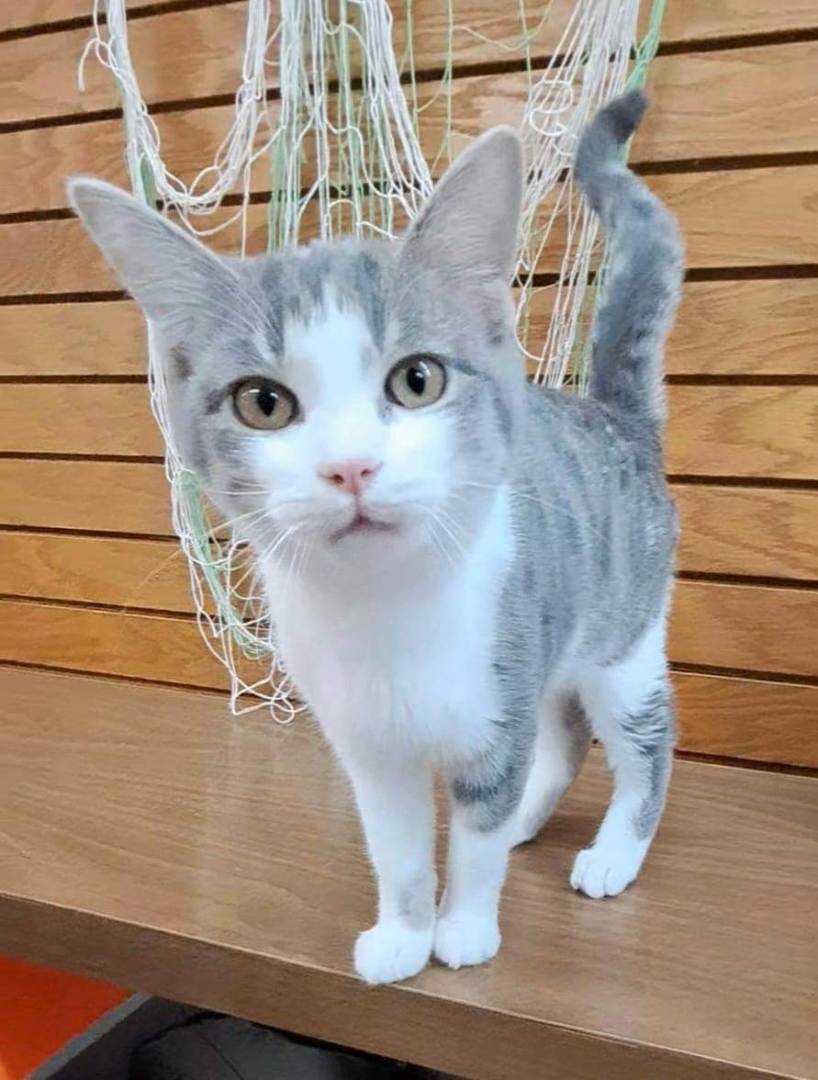 Enlarge Dawn, a Adopted Domestic Short Hair in Coldwater, MI image 5/6