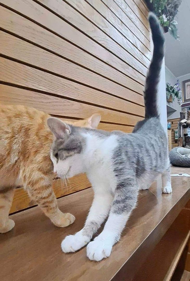 Enlarge Dawn, a Adopted Domestic Short Hair in Coldwater, MI image 6/6