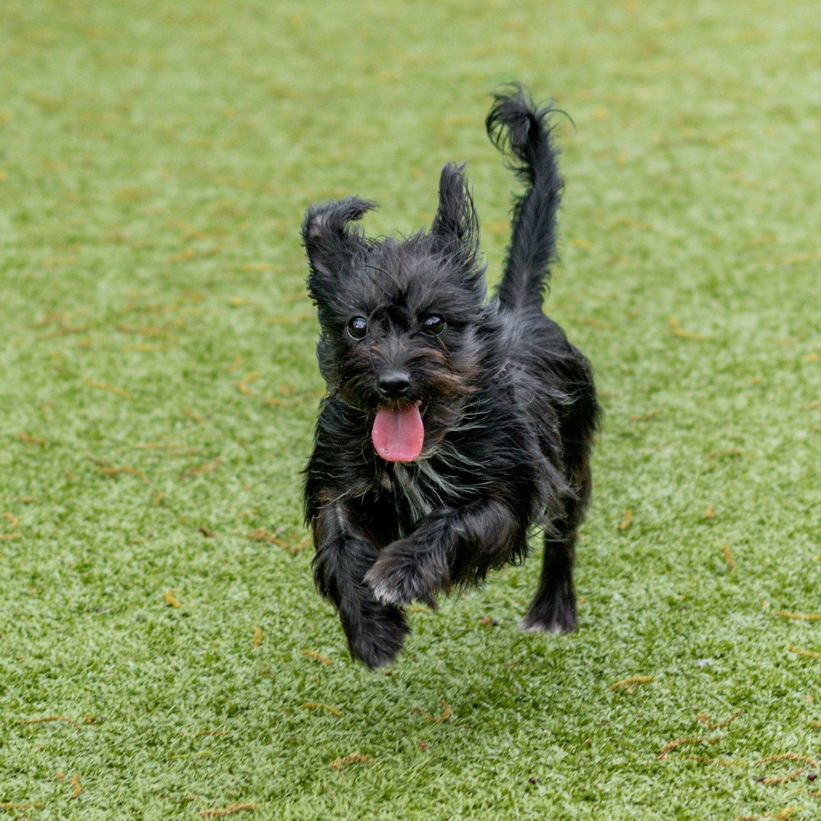 Priscilla, Adopted, Puppy Female Affenpinscher.