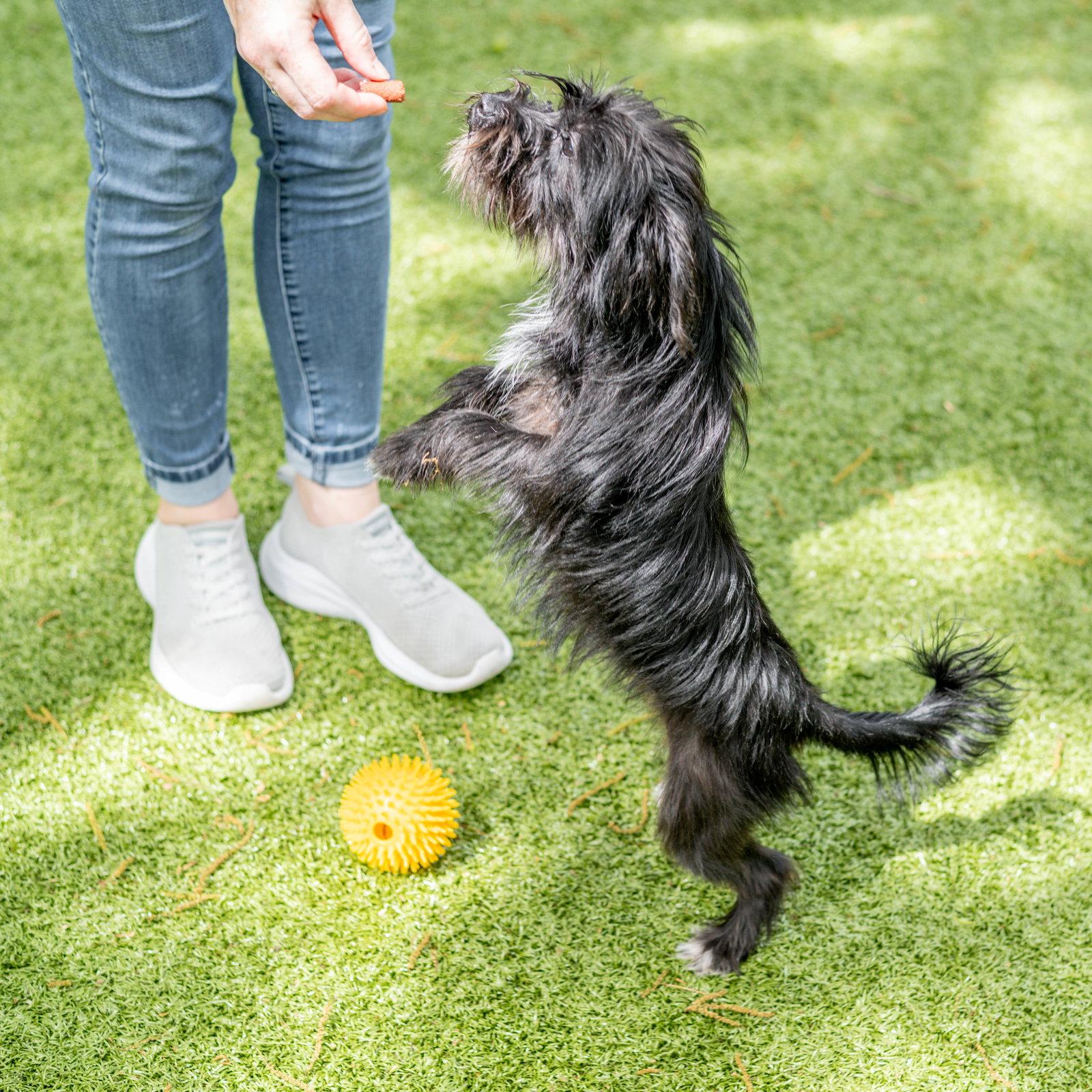 Enlarge Priscilla, a Adopted Affenpinscher in Hilton Head Island, SC image 2/3