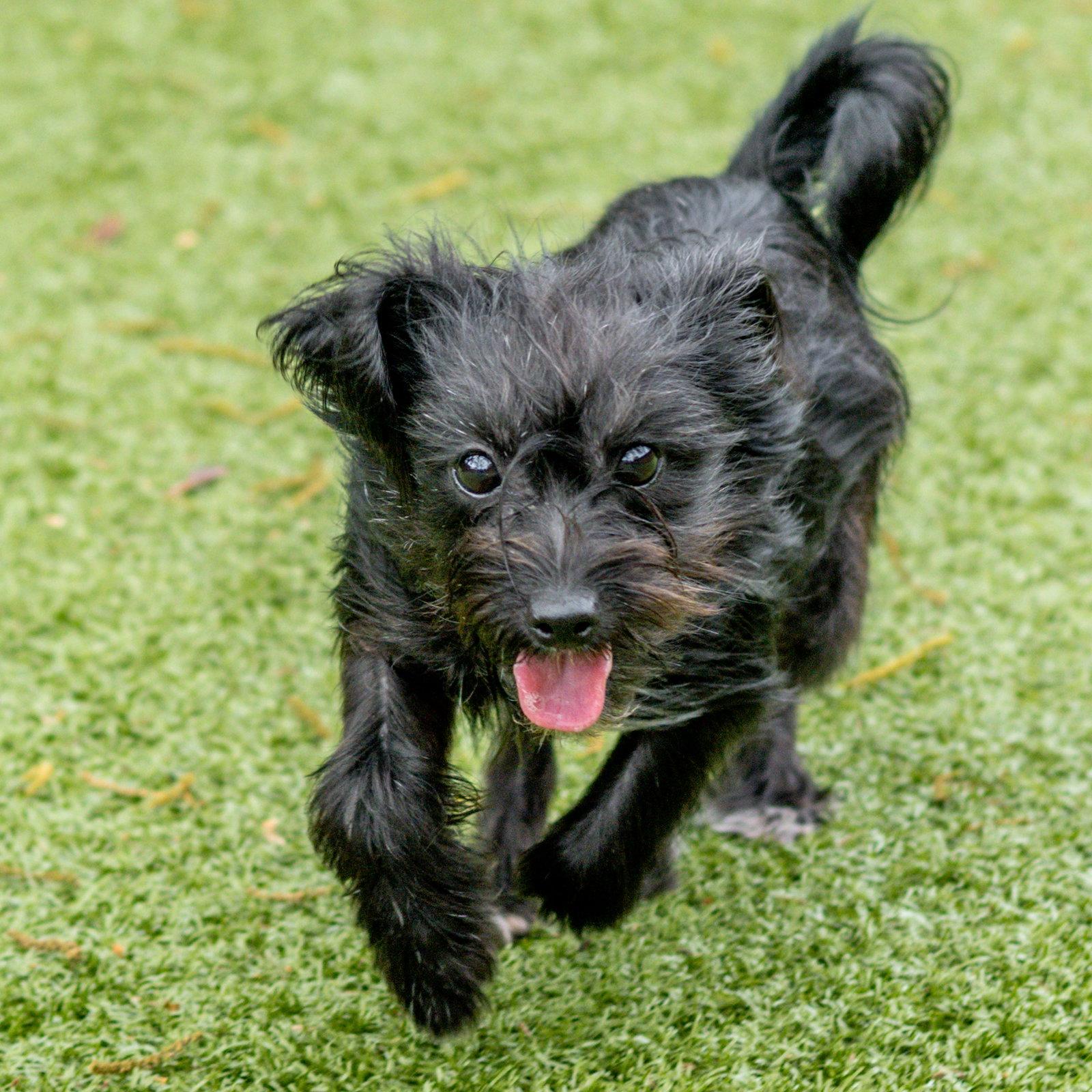 Enlarge Priscilla, a Adopted Affenpinscher in Hilton Head Island, SC image 3/3