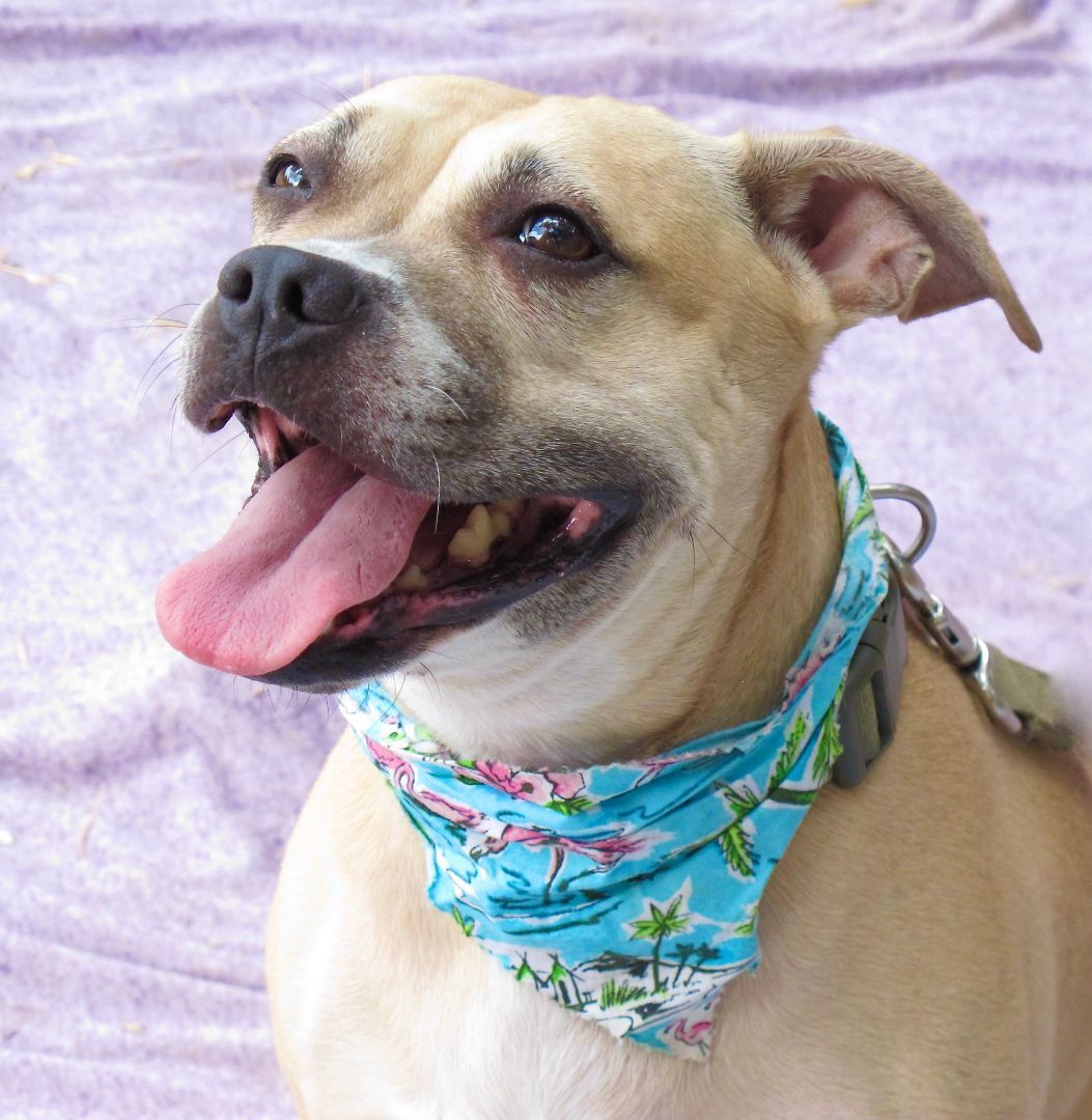 Kenzie, Adoptable, Adult Female Pit Bull Terrier.
