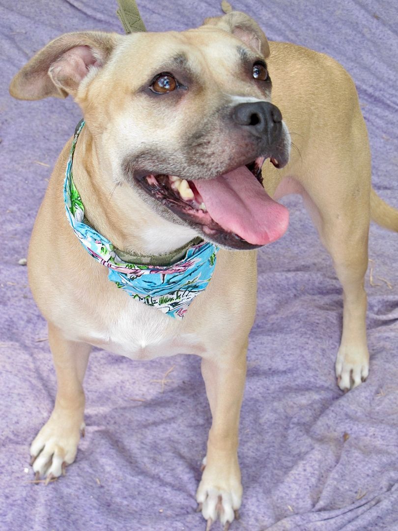 Kenzie, a Adoptable Pit Bull Terrier in Lago Vista, TX image 2/4