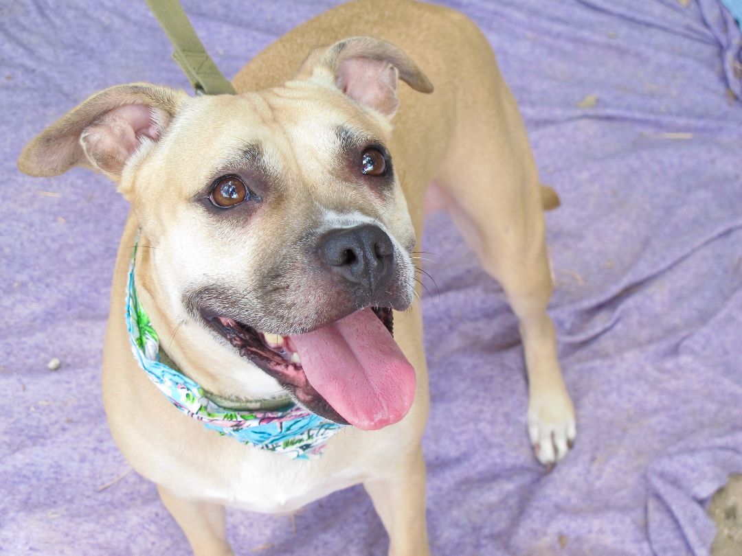 Kenzie, a Adoptable Pit Bull Terrier in Lago Vista, TX image 3/4