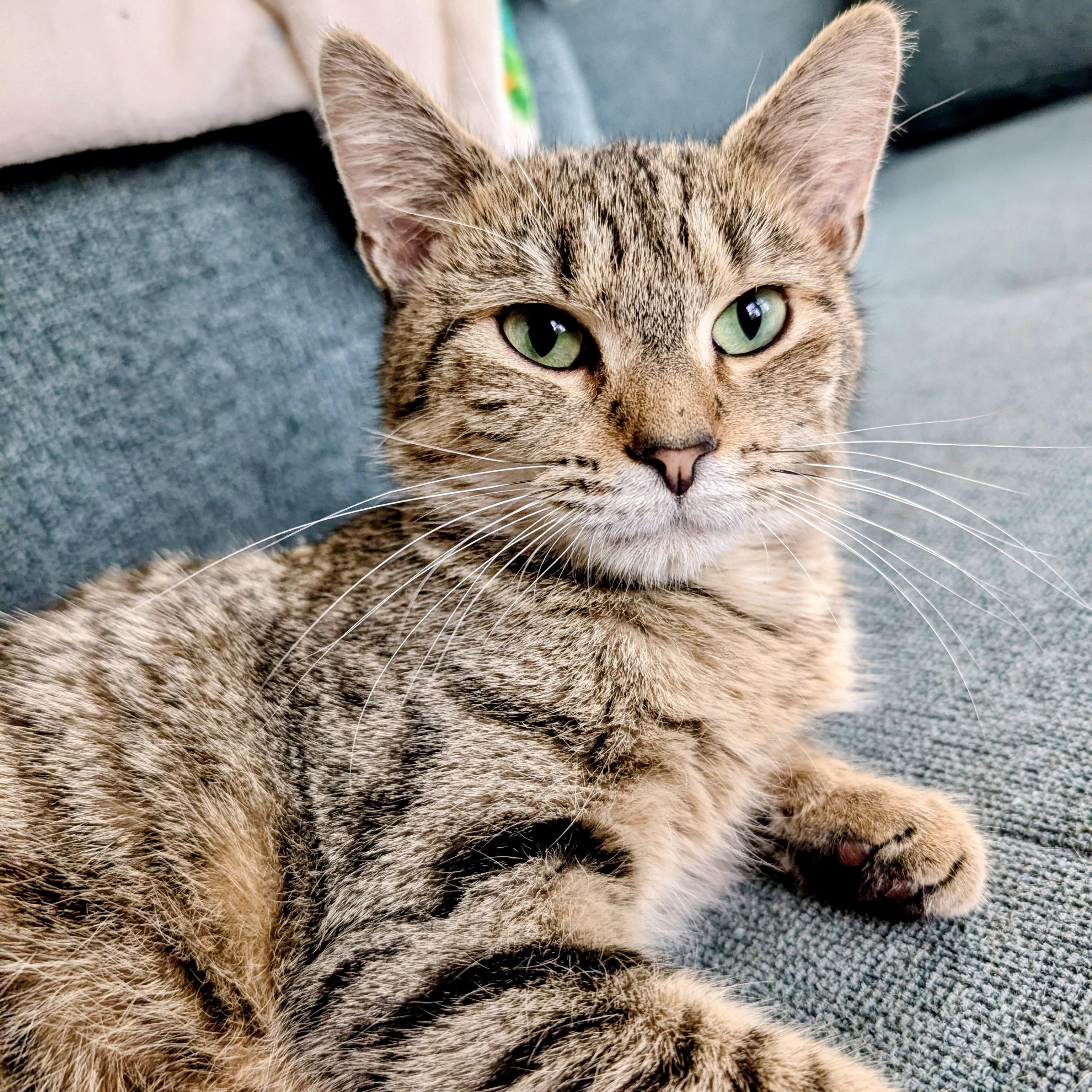 Enlarge Agatha, a ADOPTABLE Domestic Short Hair in Alexandria, VA image 1/6