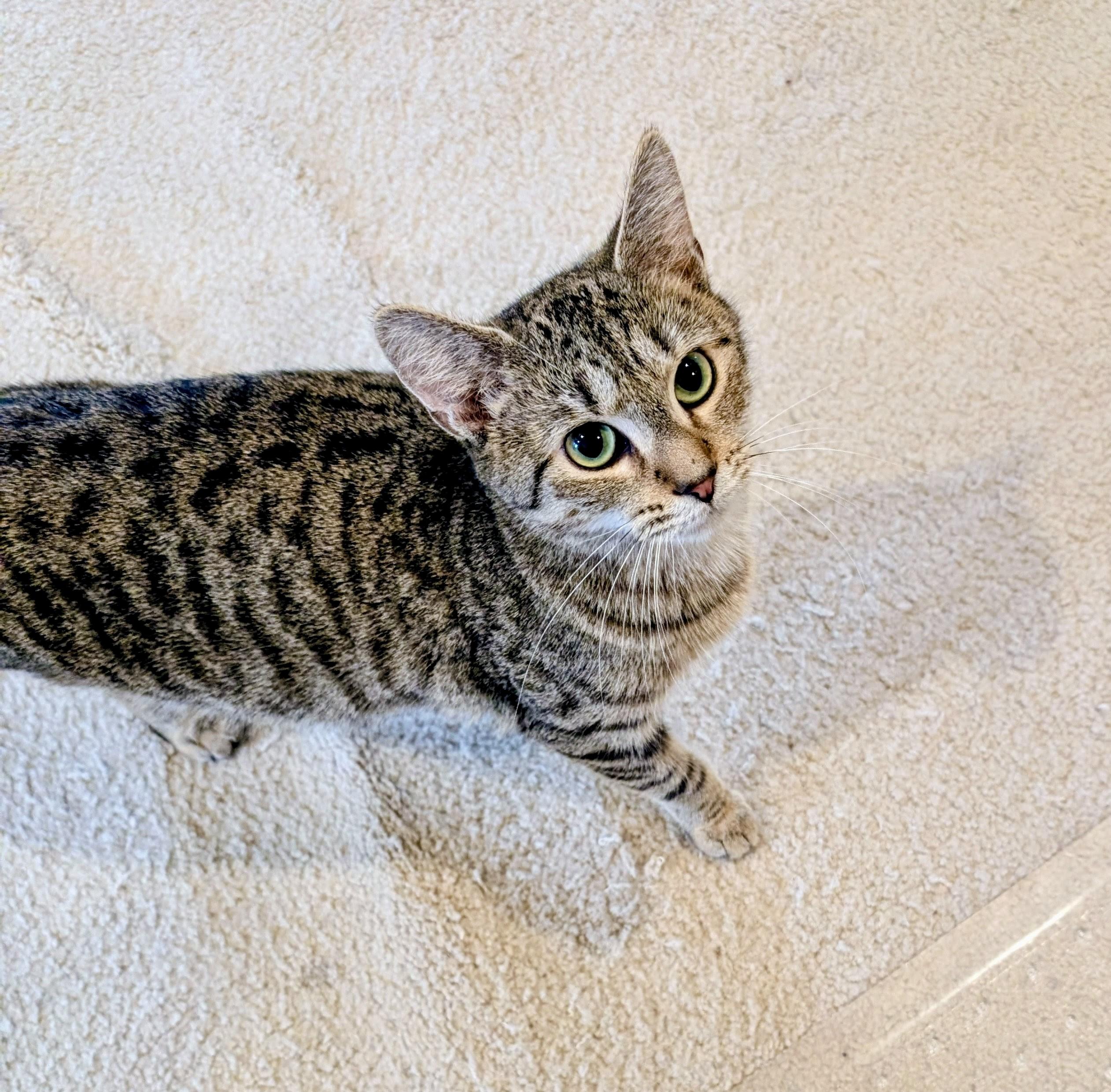 Enlarge Agatha, a ADOPTABLE Domestic Short Hair in Alexandria, VA image 5/6