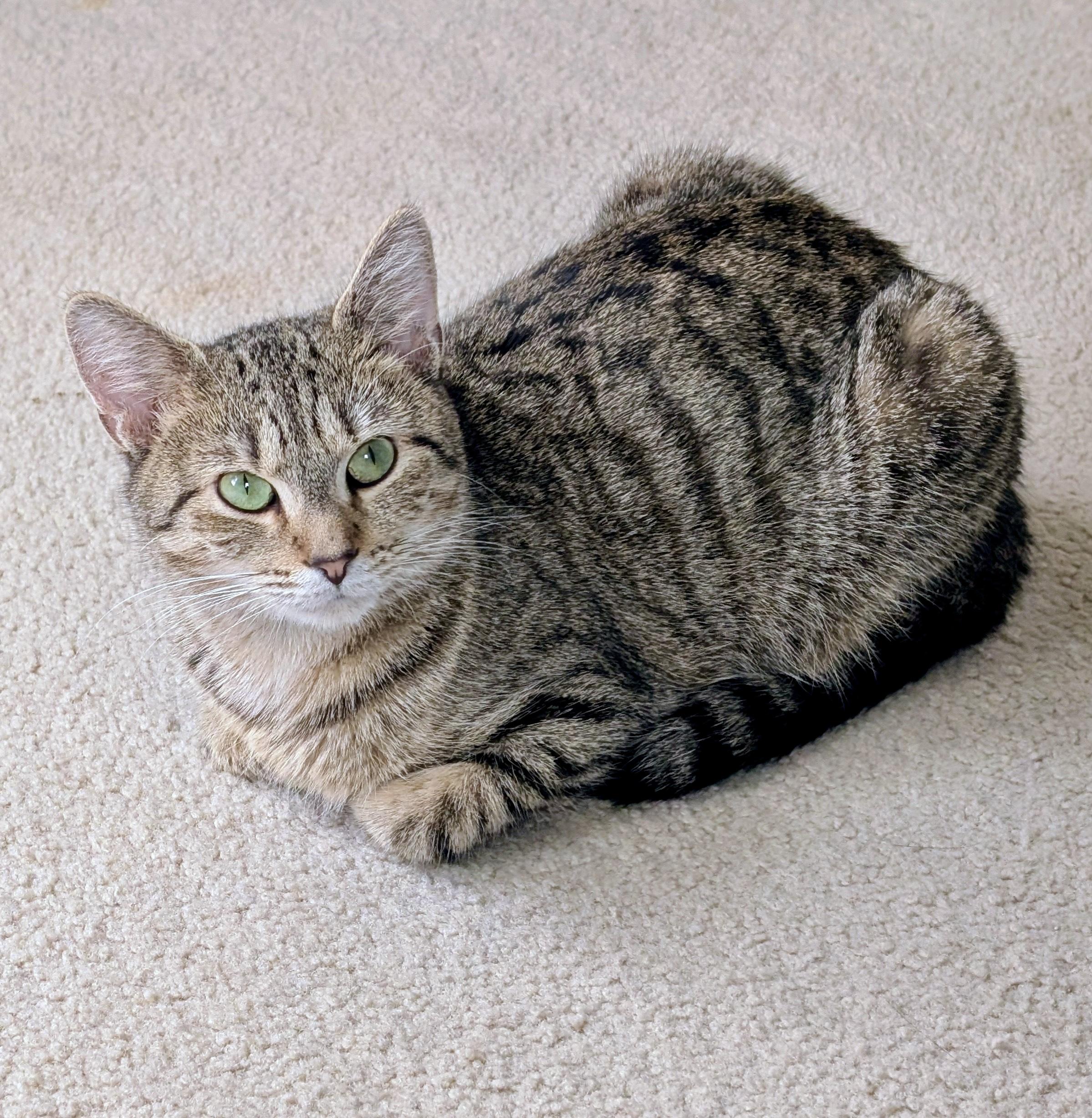 Enlarge Agatha, a ADOPTABLE Domestic Short Hair in Alexandria, VA image 3/6