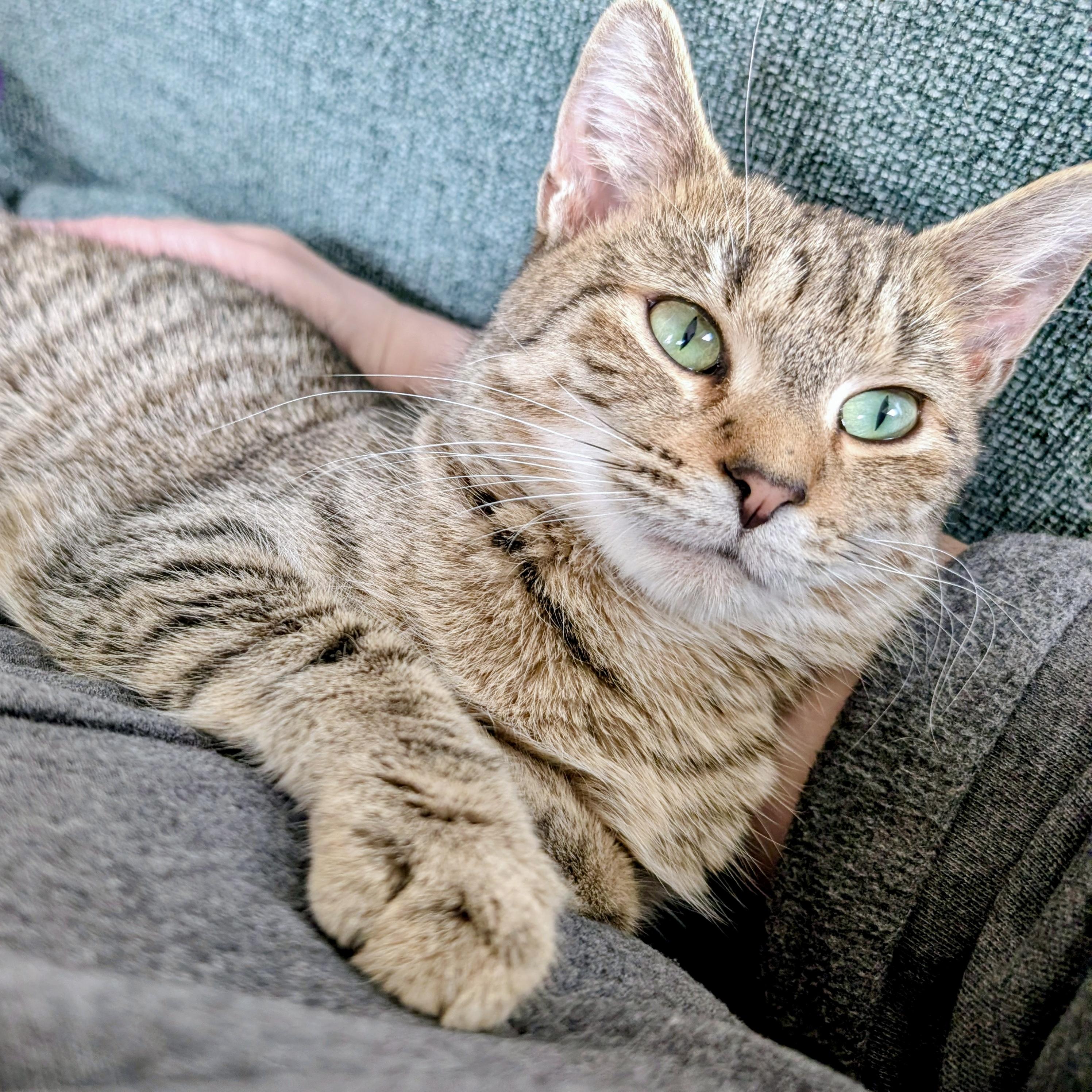 Enlarge Agatha, a ADOPTABLE Domestic Short Hair in Alexandria, VA image 2/6