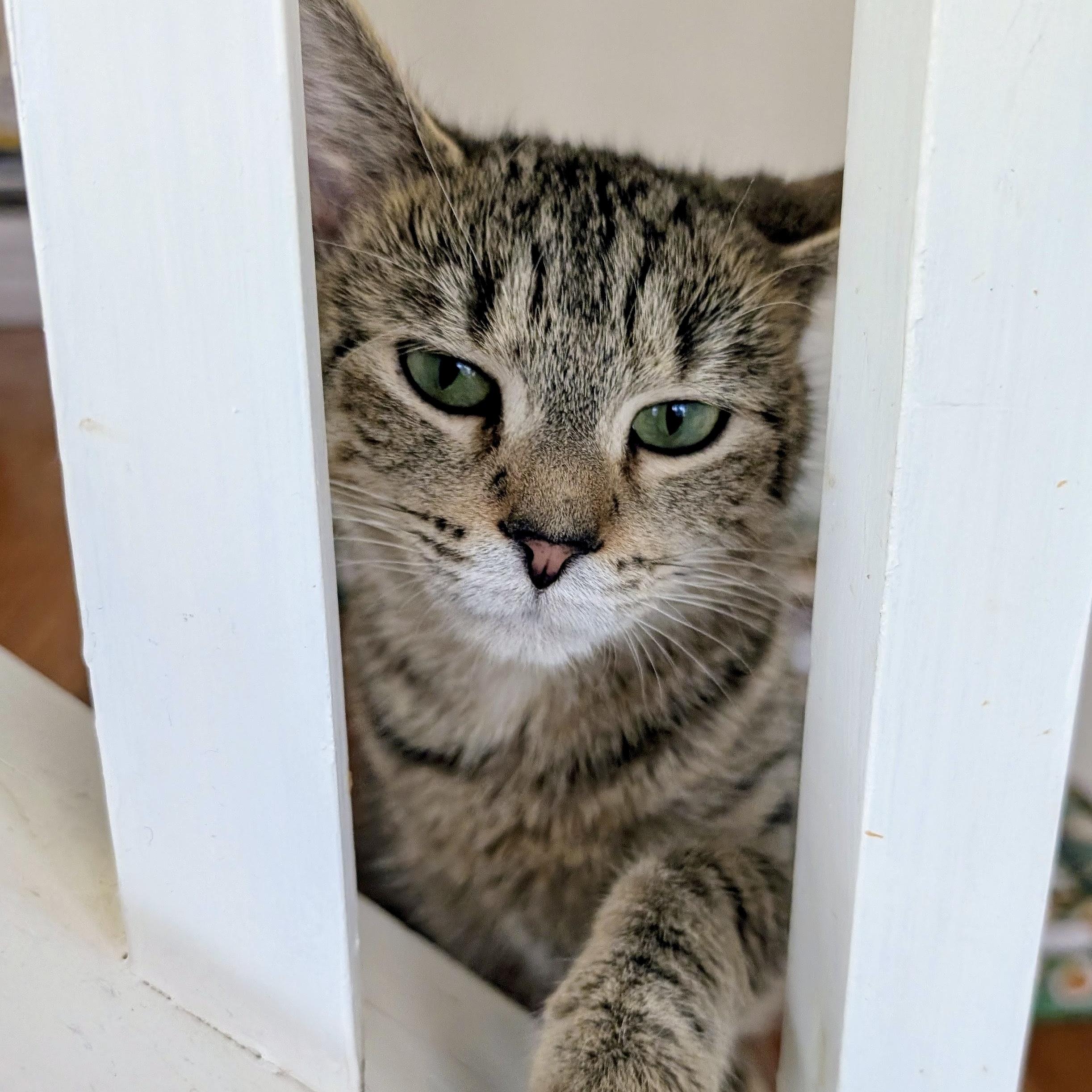 Enlarge Agatha, a ADOPTABLE Domestic Short Hair in Alexandria, VA image 6/6
