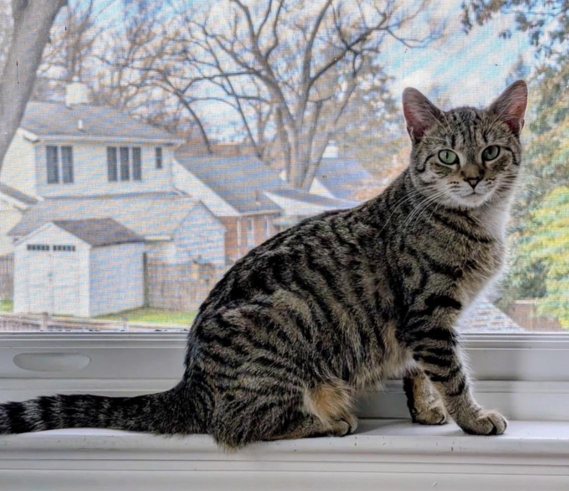 Enlarge Agatha, a ADOPTABLE Domestic Short Hair in Alexandria, VA image 2/6