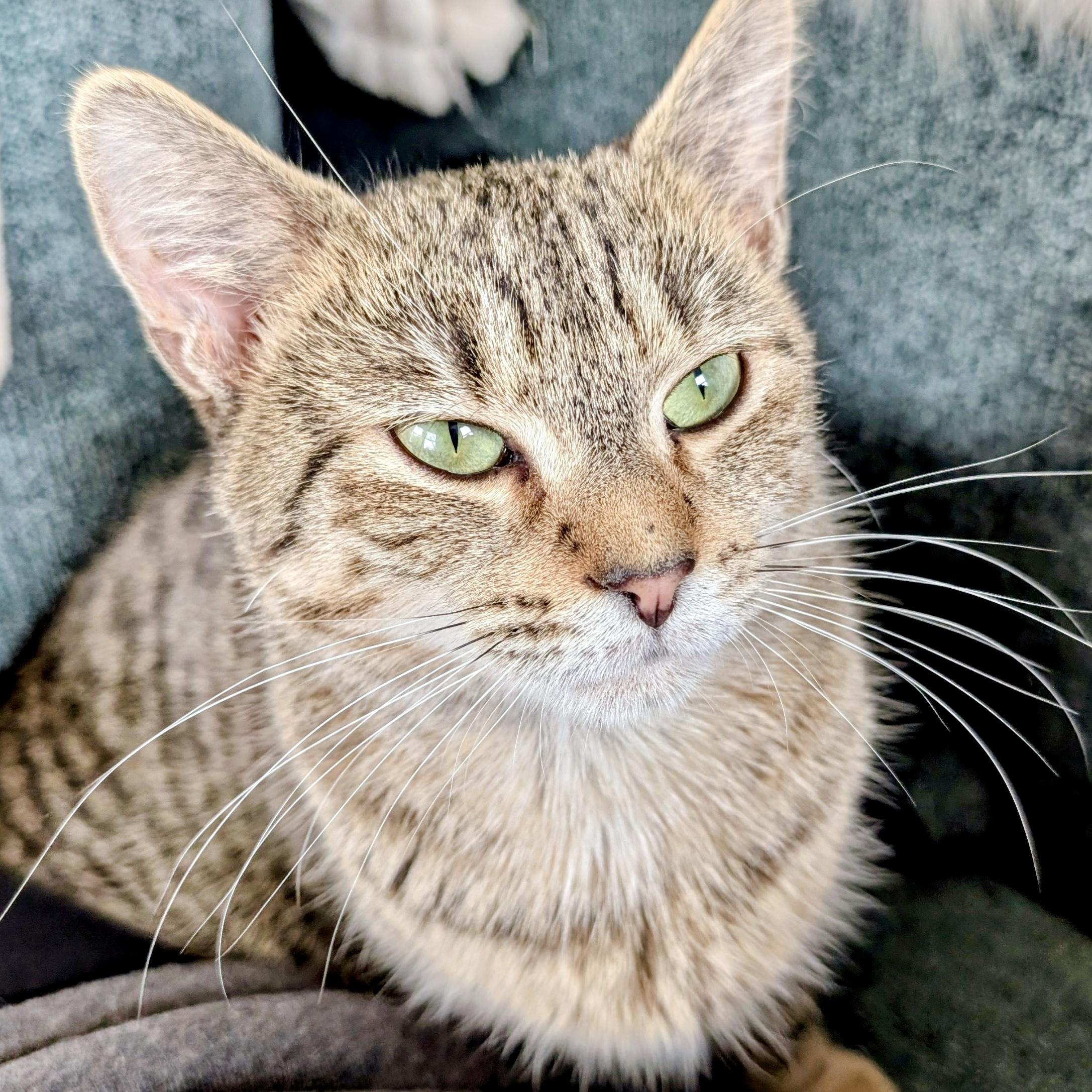 Enlarge Agatha, a ADOPTABLE Domestic Short Hair in Alexandria, VA image 4/6