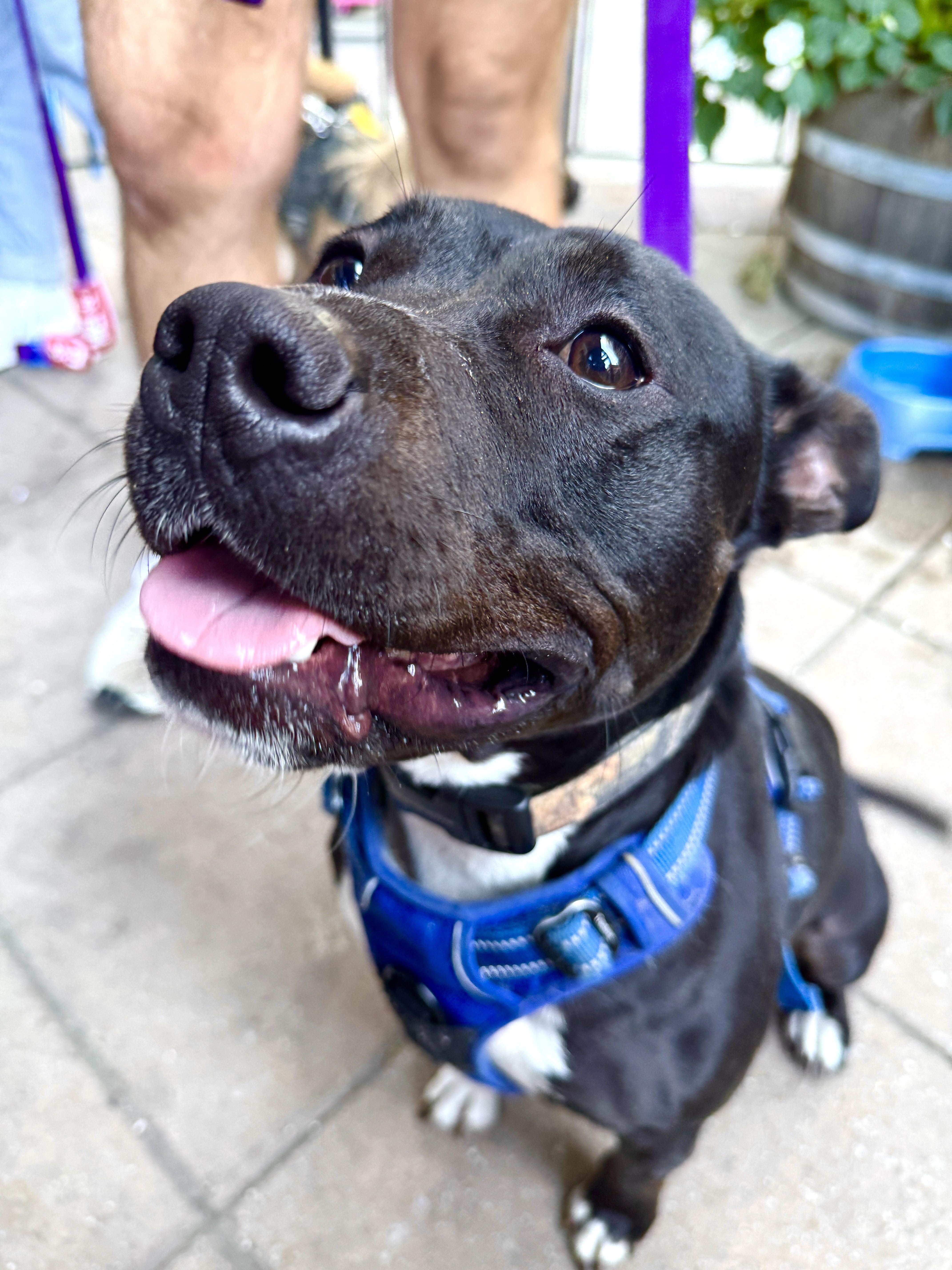 Enlarge Alani, a Adoptable mixed breed in Silver Spring, MD image 3/4