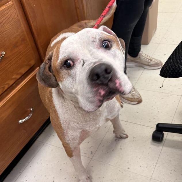 Enlarge Ghost Doc, a Adoptable Mixed Breed in Davenport, IA image 1/1