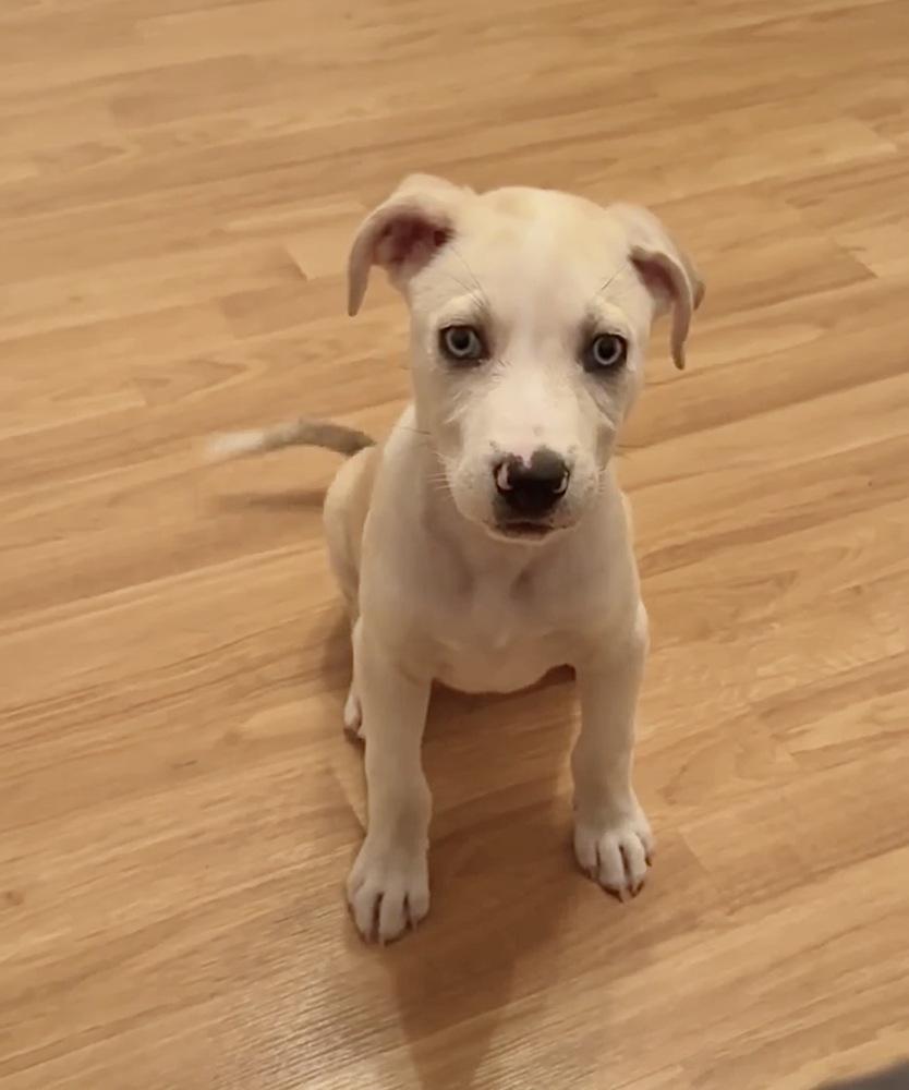 Sarge Jonny — thumbnail 2