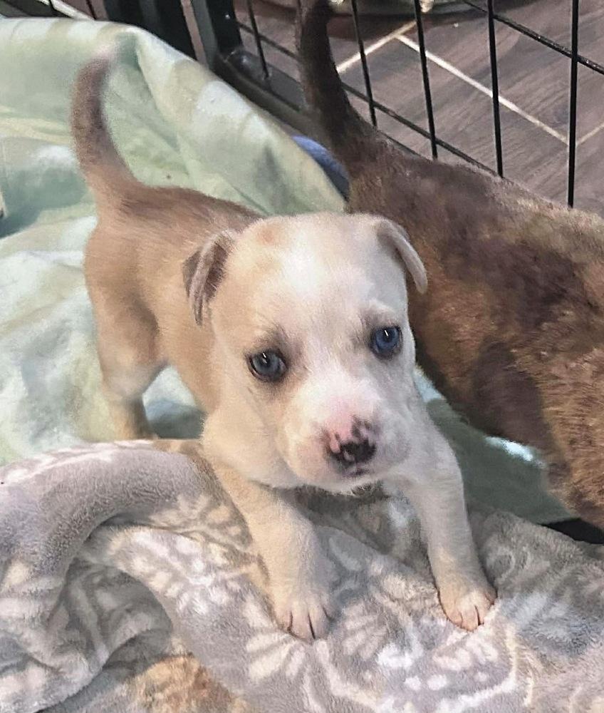 Sarge Jonny — thumbnail 3