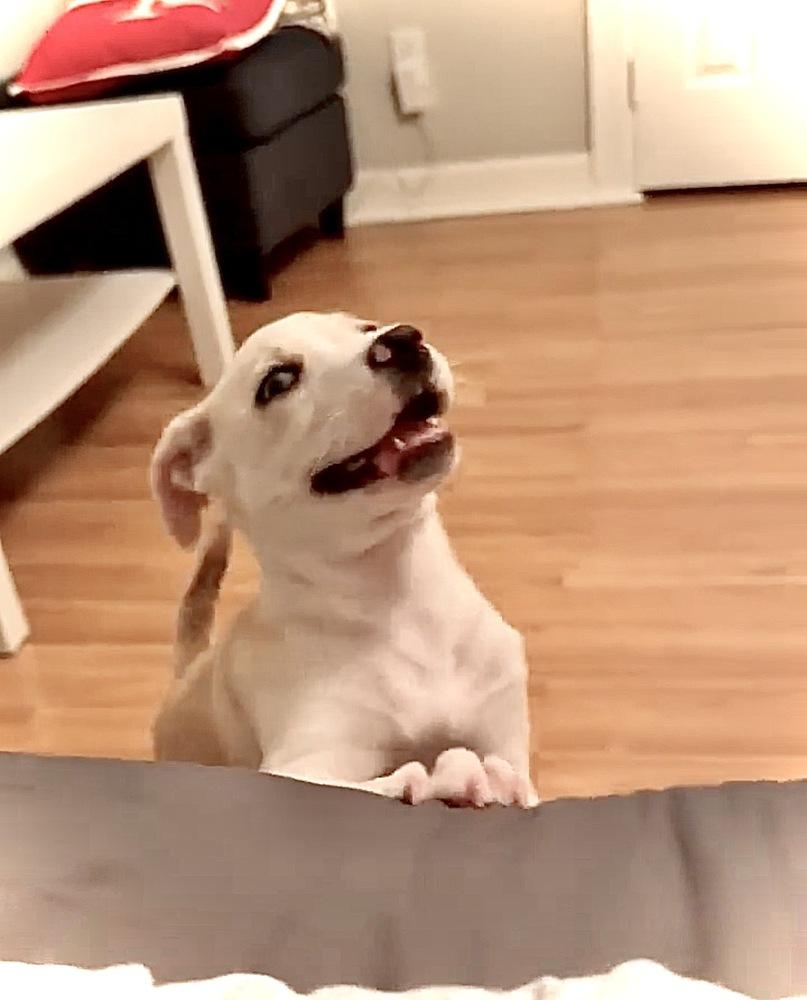 Sarge Jonny — thumbnail 4