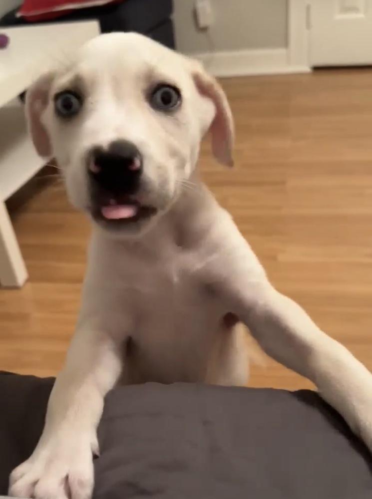 Sarge Jonny — thumbnail 5