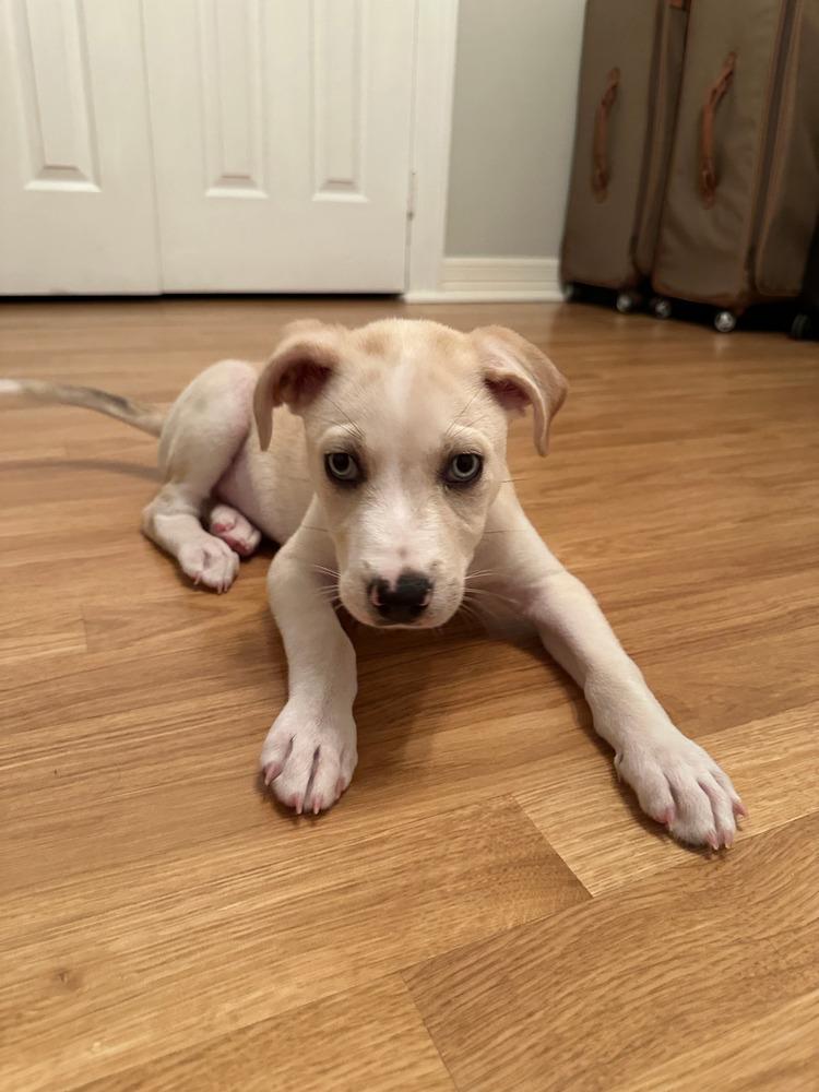 Sarge Jonny — thumbnail 6