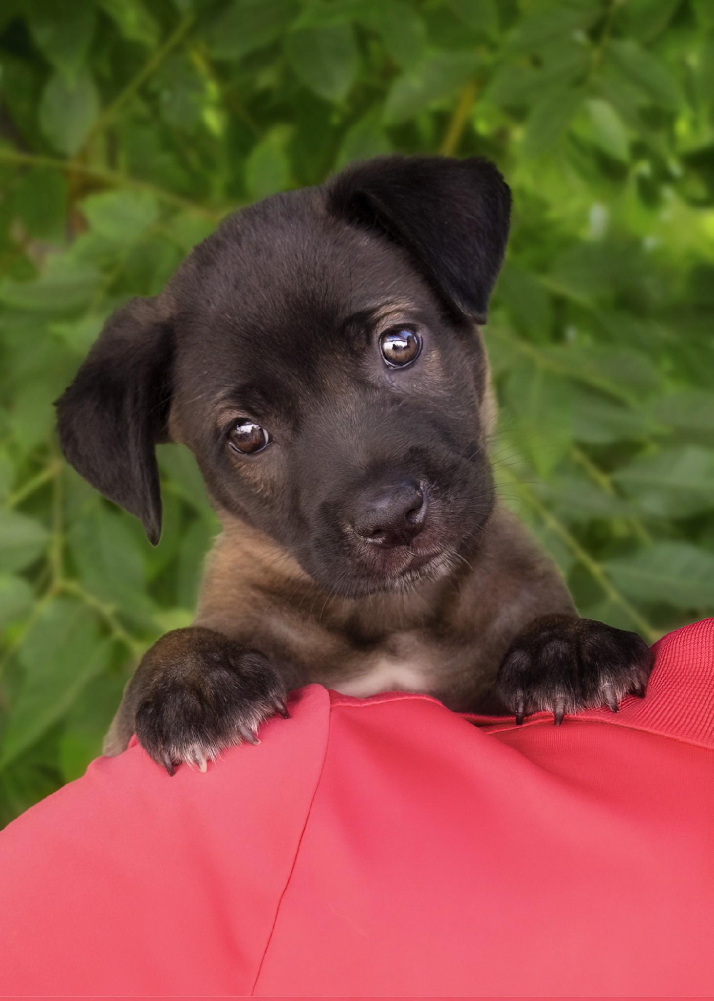 Enlarge Amelie, a Adopted mixed breed in El Cajon, CA image 1/2