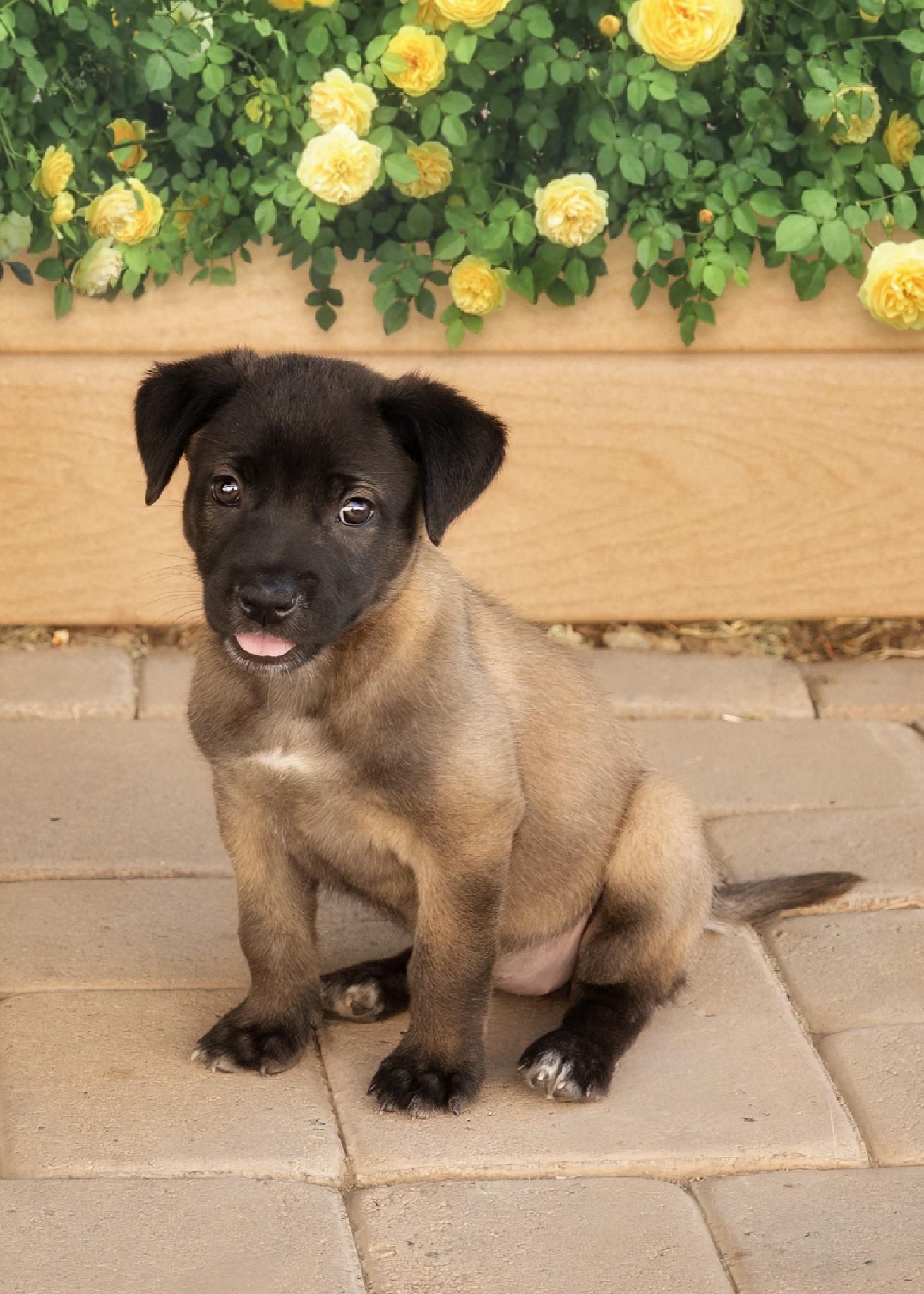 Enlarge Amelie, a Adopted mixed breed in El Cajon, CA image 2/2
